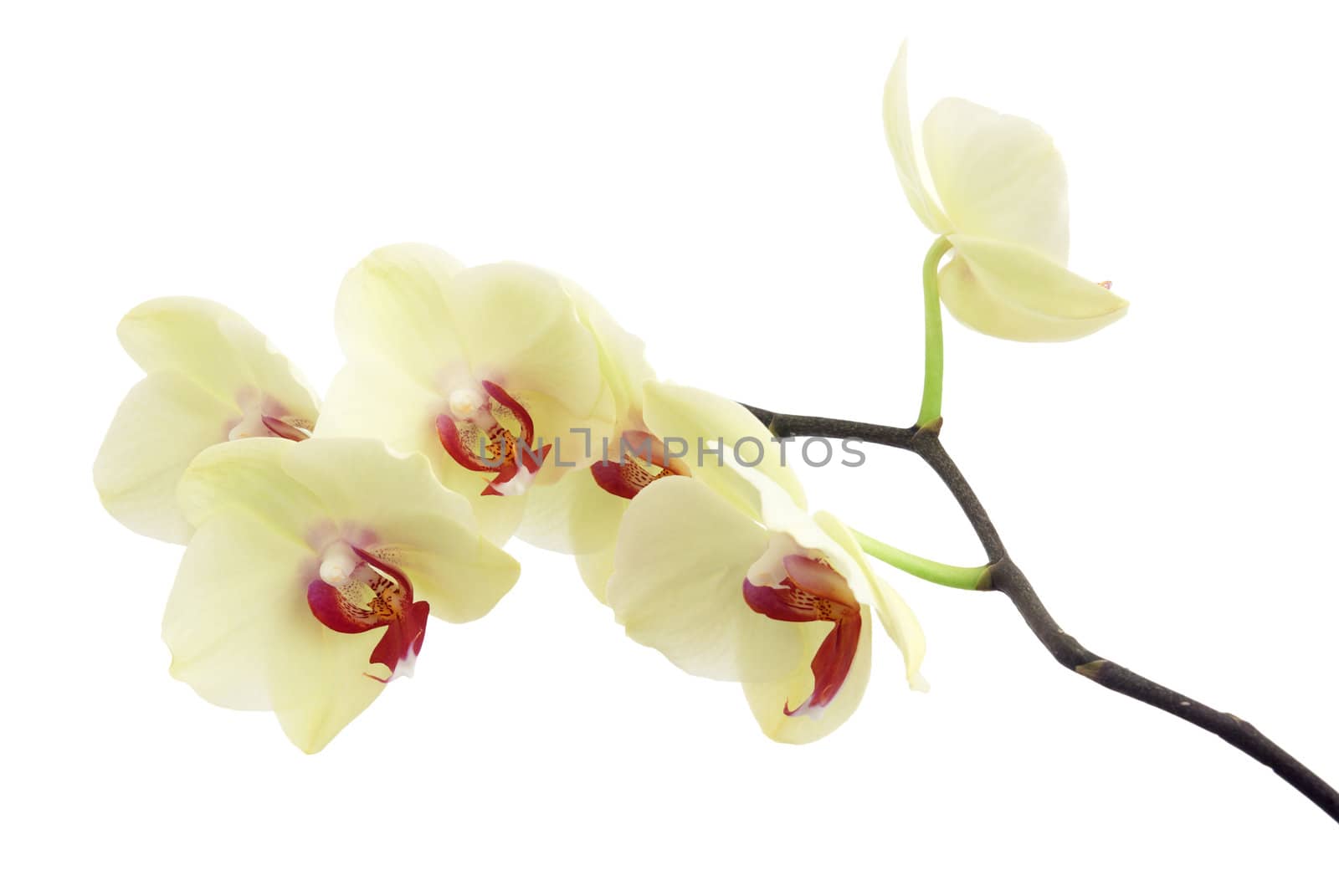Delicate beige orchid branch on white