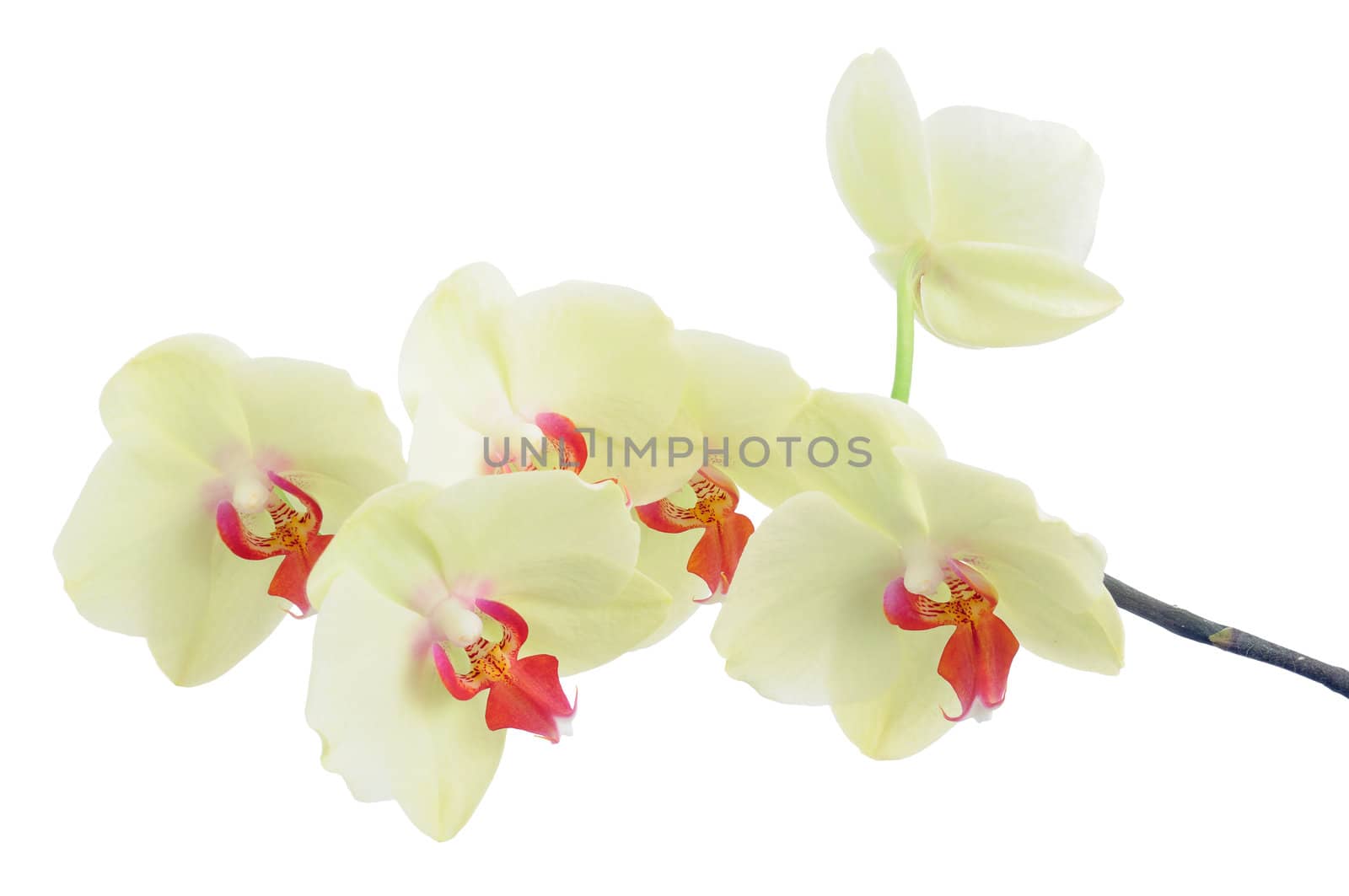 Delicate orchid branch on white