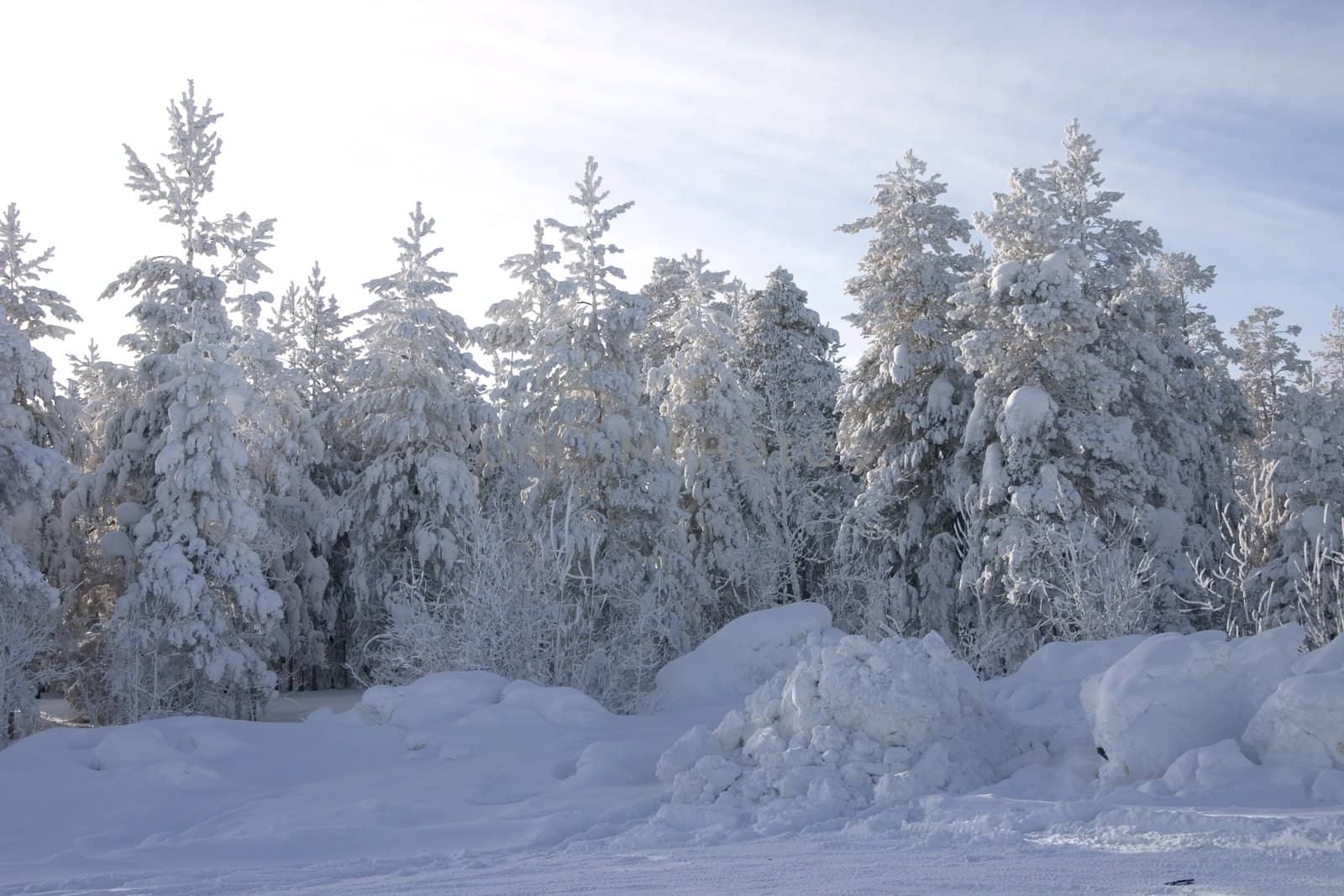 Evergreen fur-trees and pines covered by a snow on the eve of Christmas