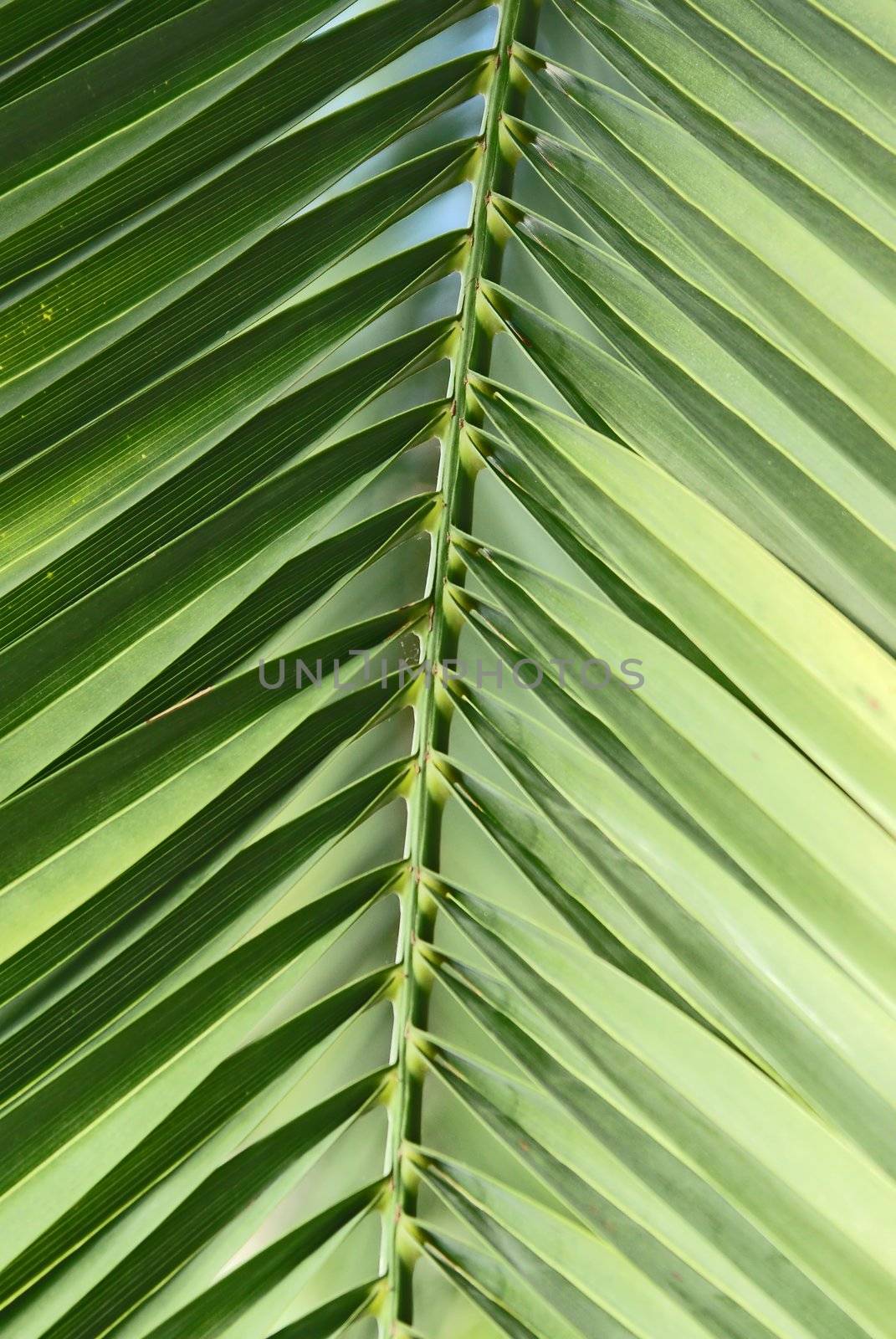 Extreme close up of a green palm leaf