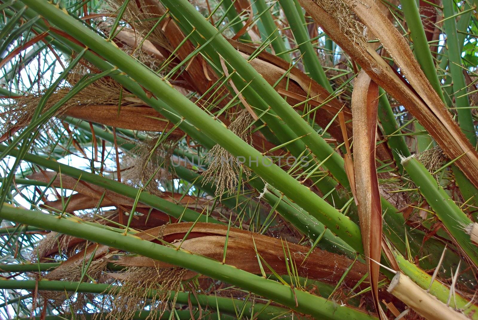 Palm tree in bloom close up image