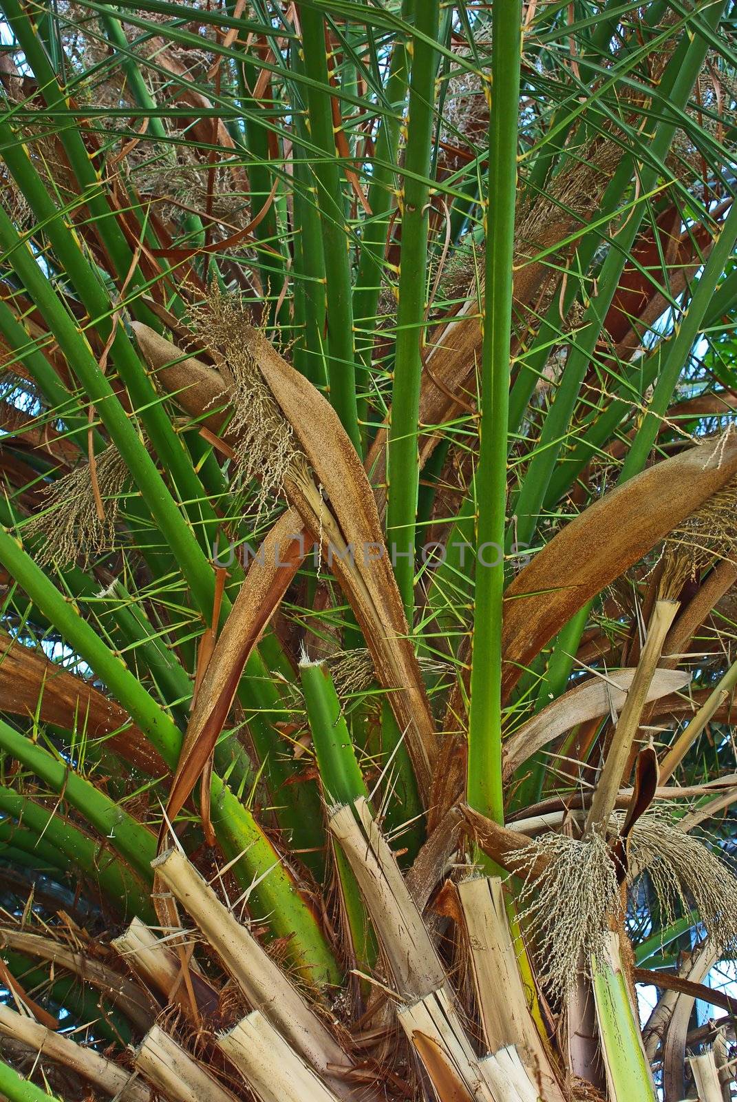 Palm tree in bloom close up image