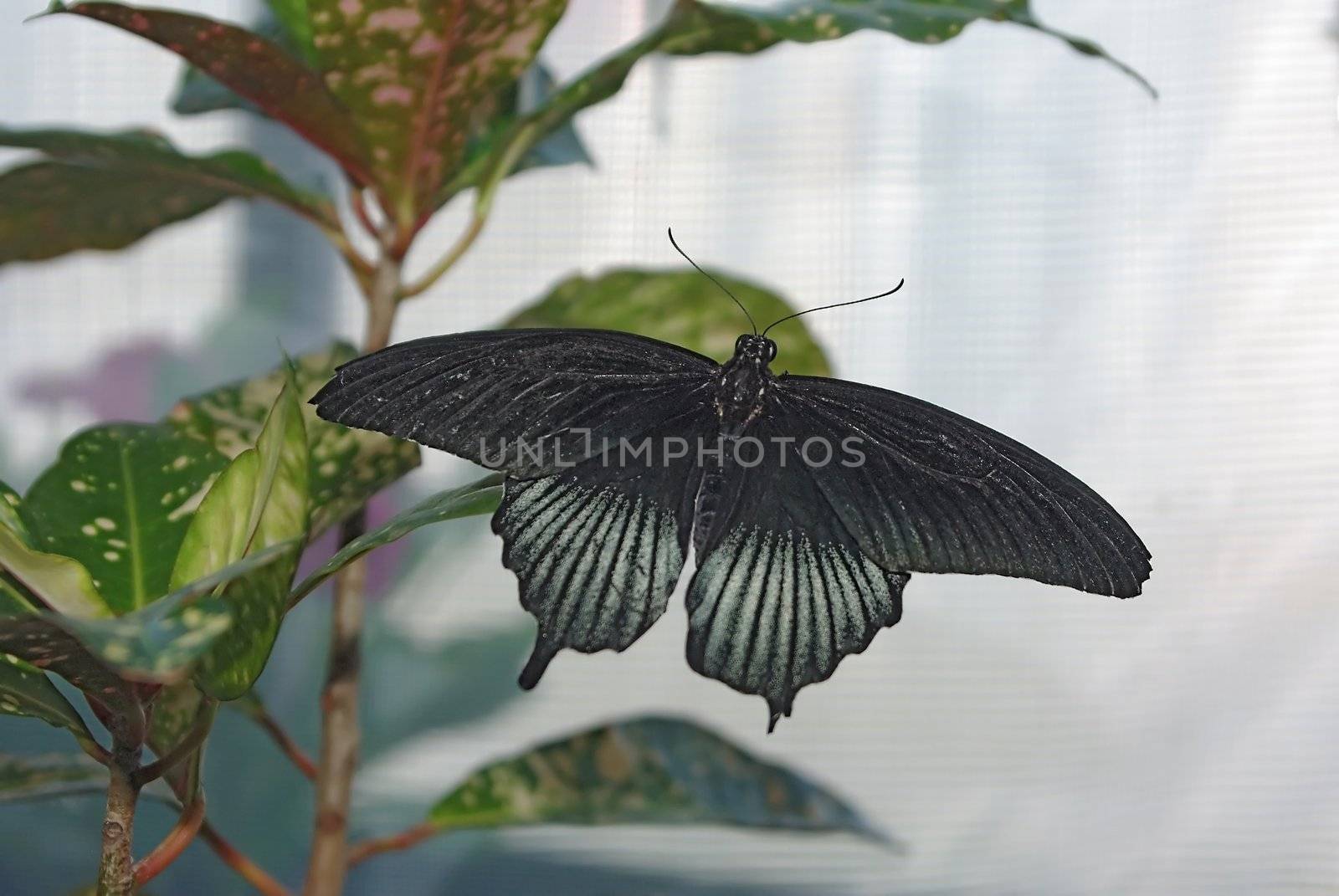 Beautiful butterfly on the leaf by Vitamin