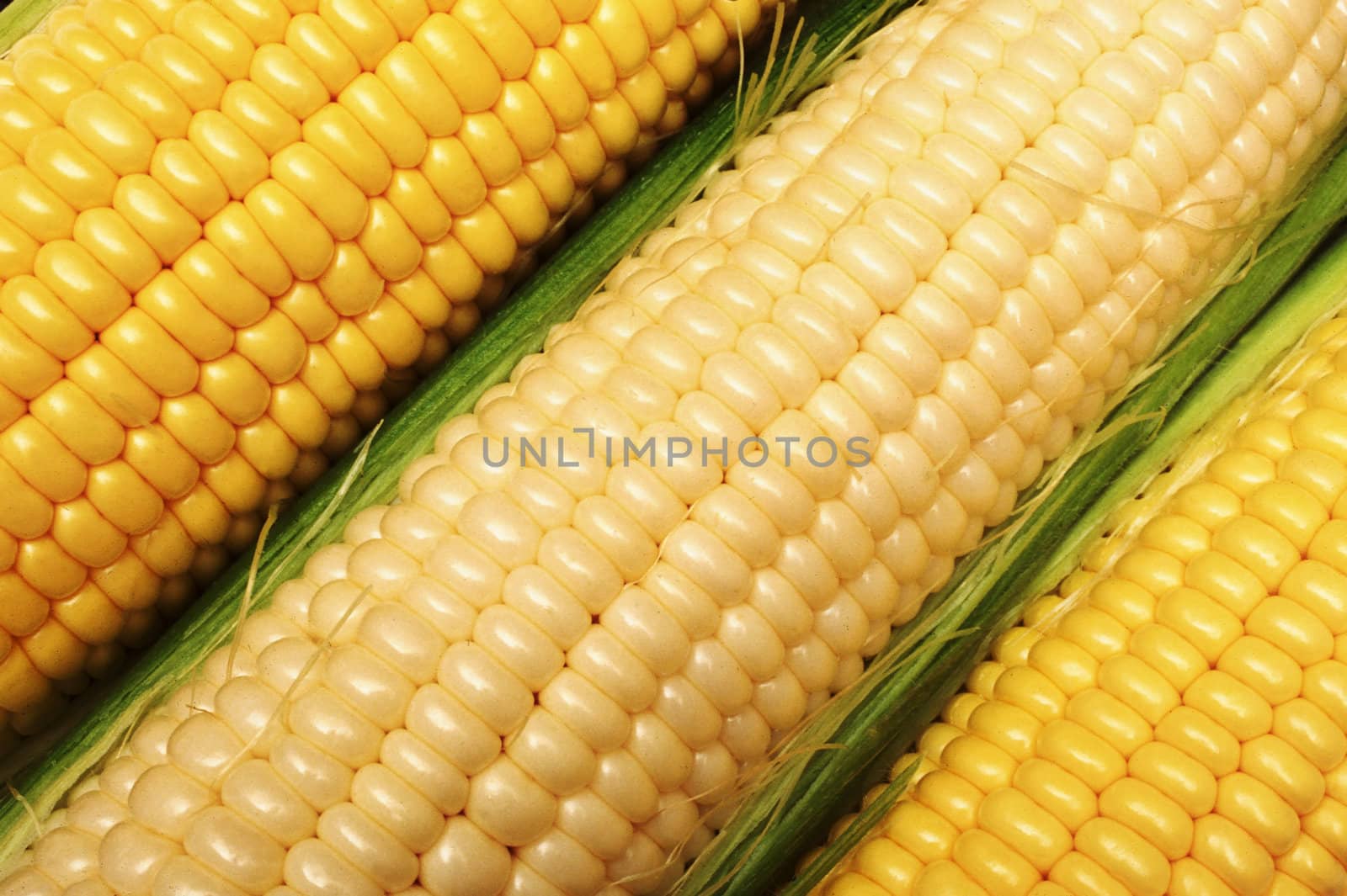 corn cob by microolga