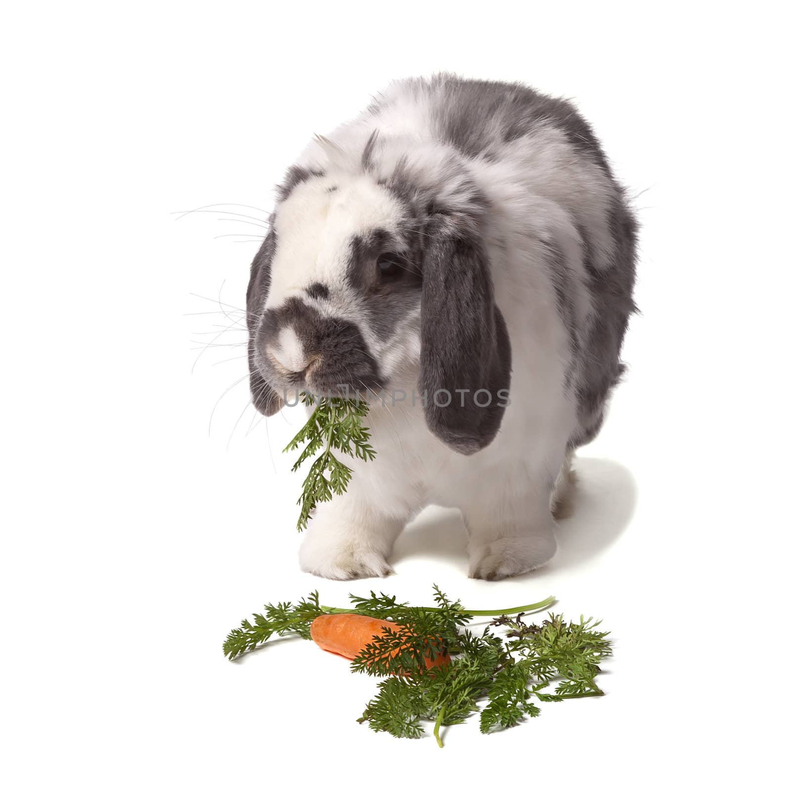 Cute Grey and White Lop Eared Rabbit eating Carrot and Green Vegetables On White Background
