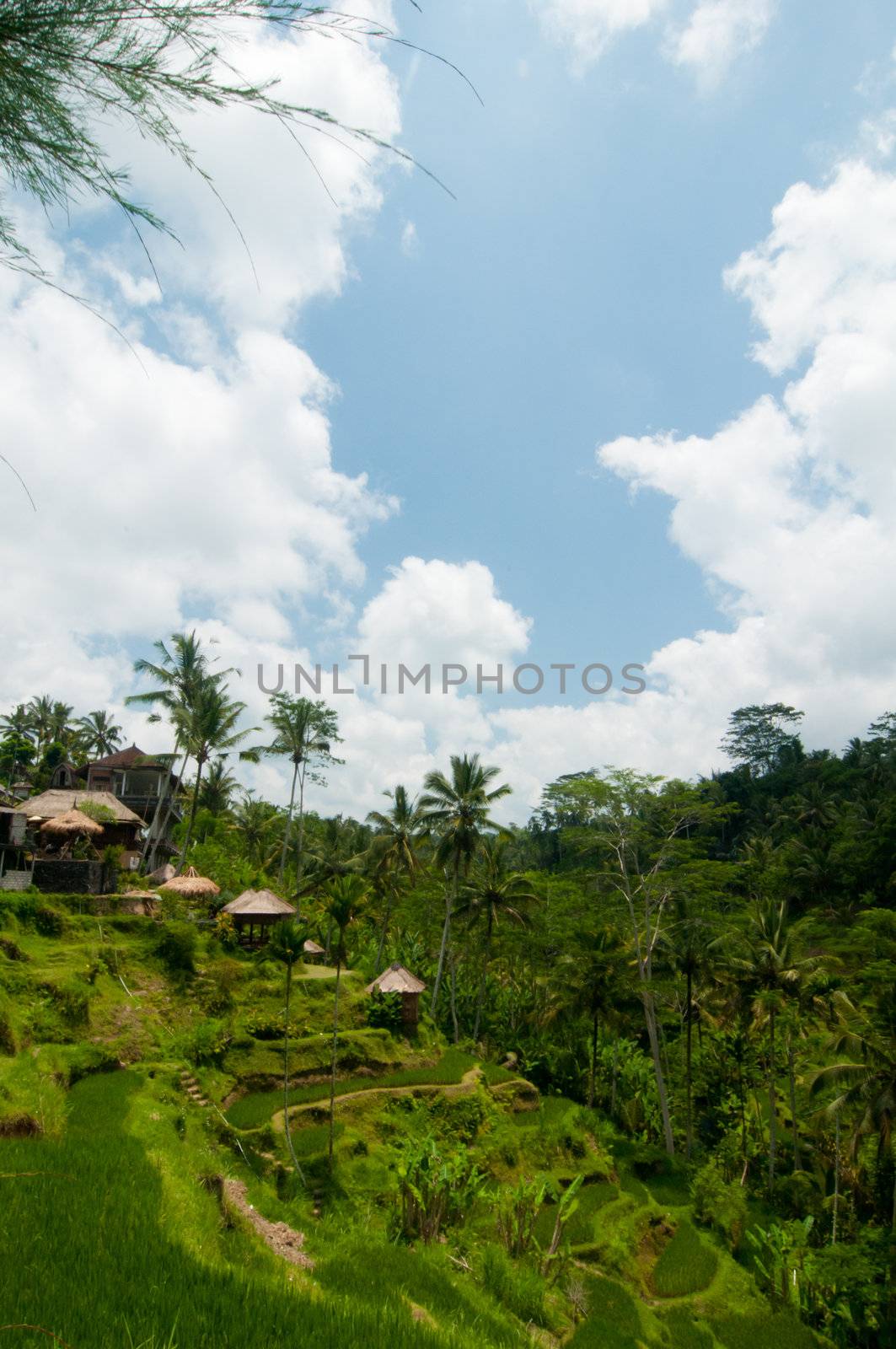 Green rice terraces near Ubud, Bali, Indonesia
