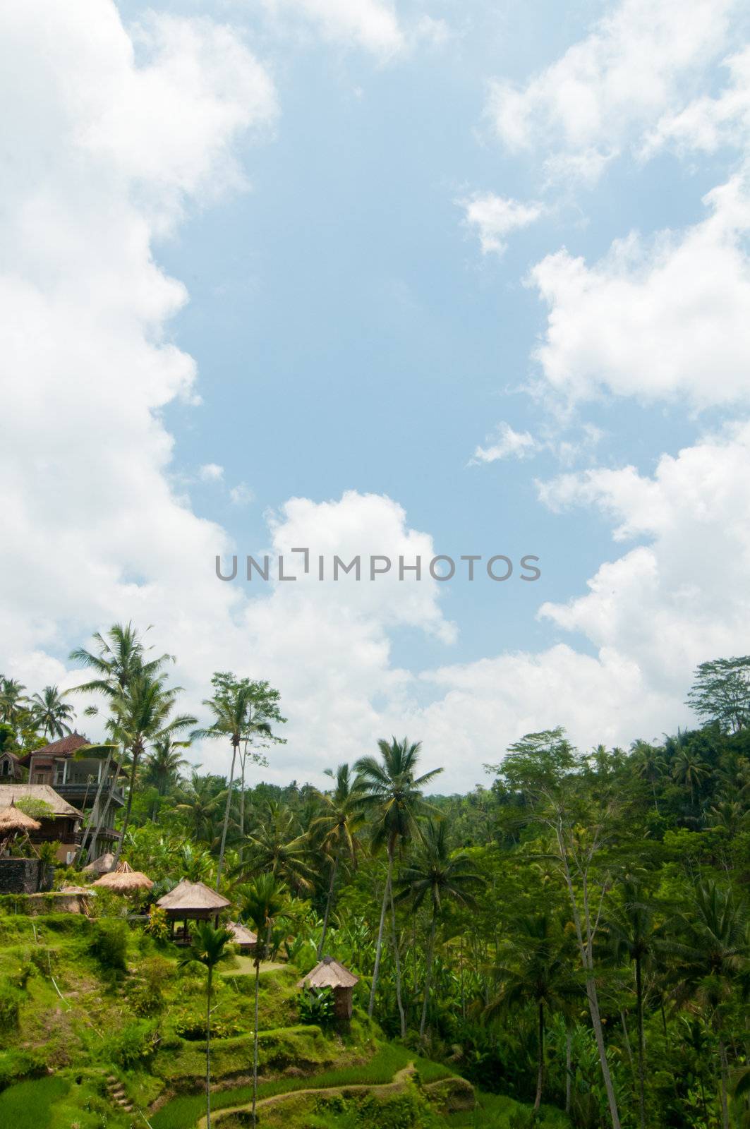 Rice terrace in Bali by nvelichko