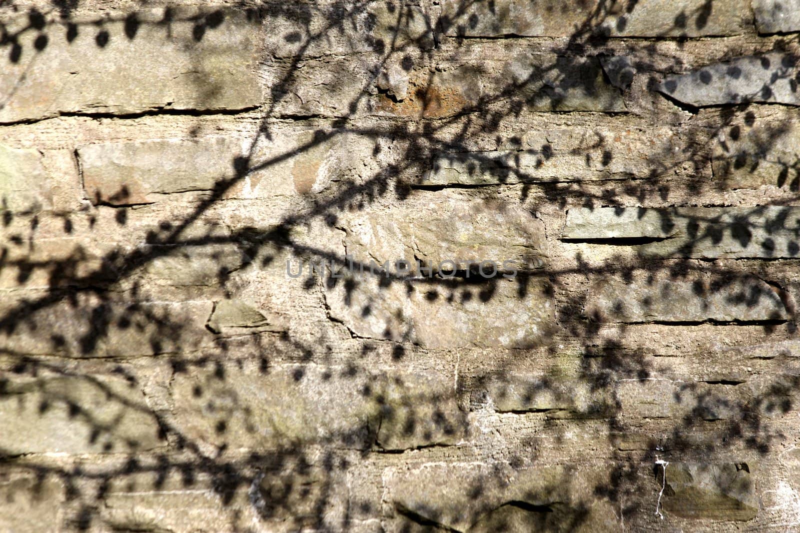 branch wall shadows