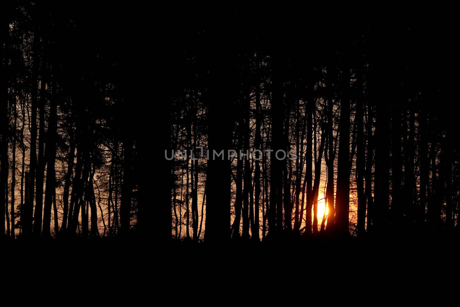evening sundown forest by Teka77