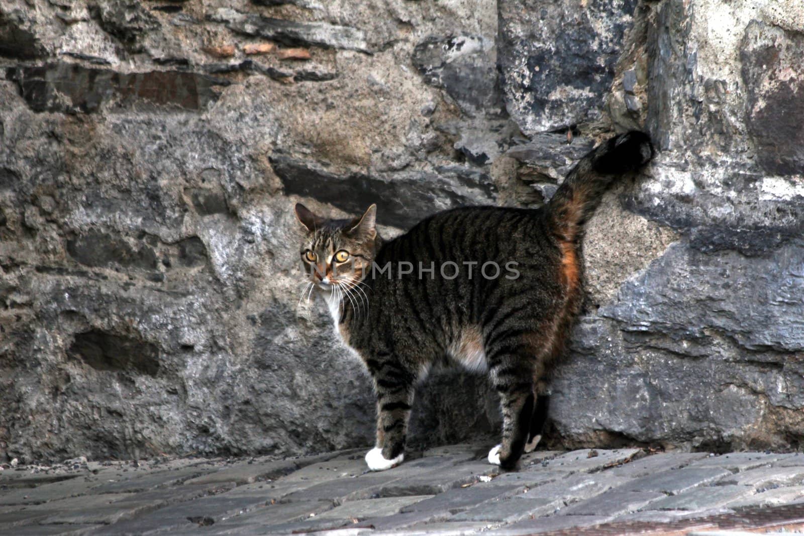 cat on the wall by Teka77