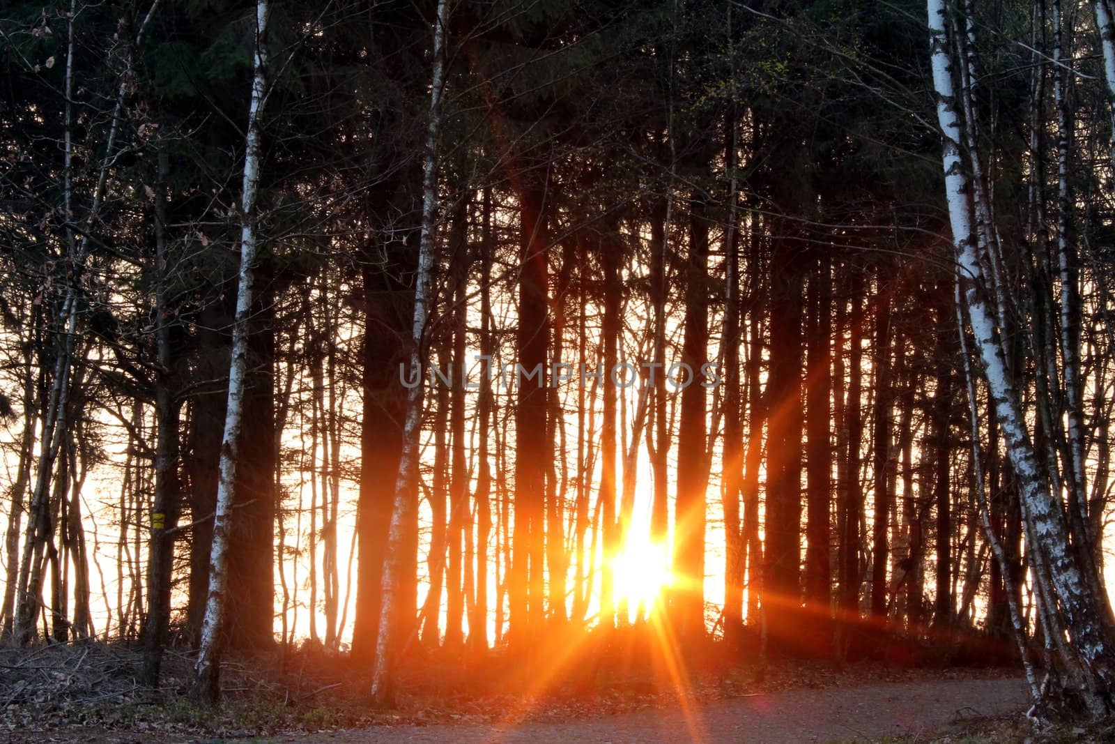 evening sundown forest