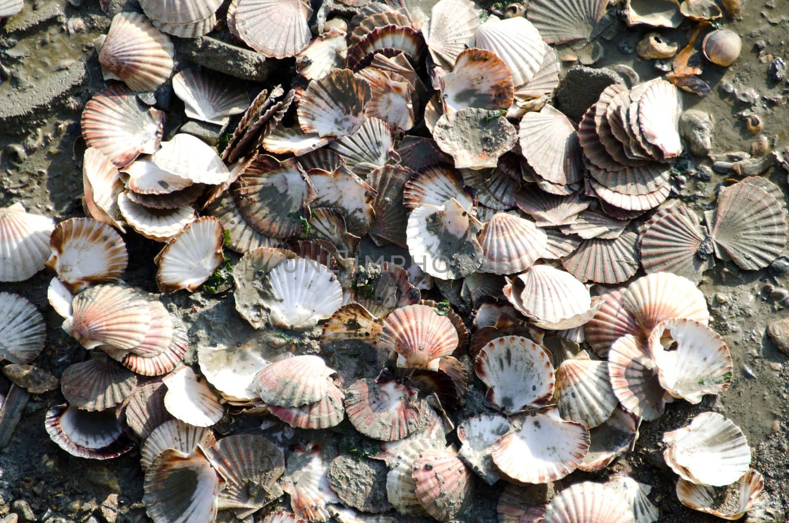Saint  Jacques shells by njaj