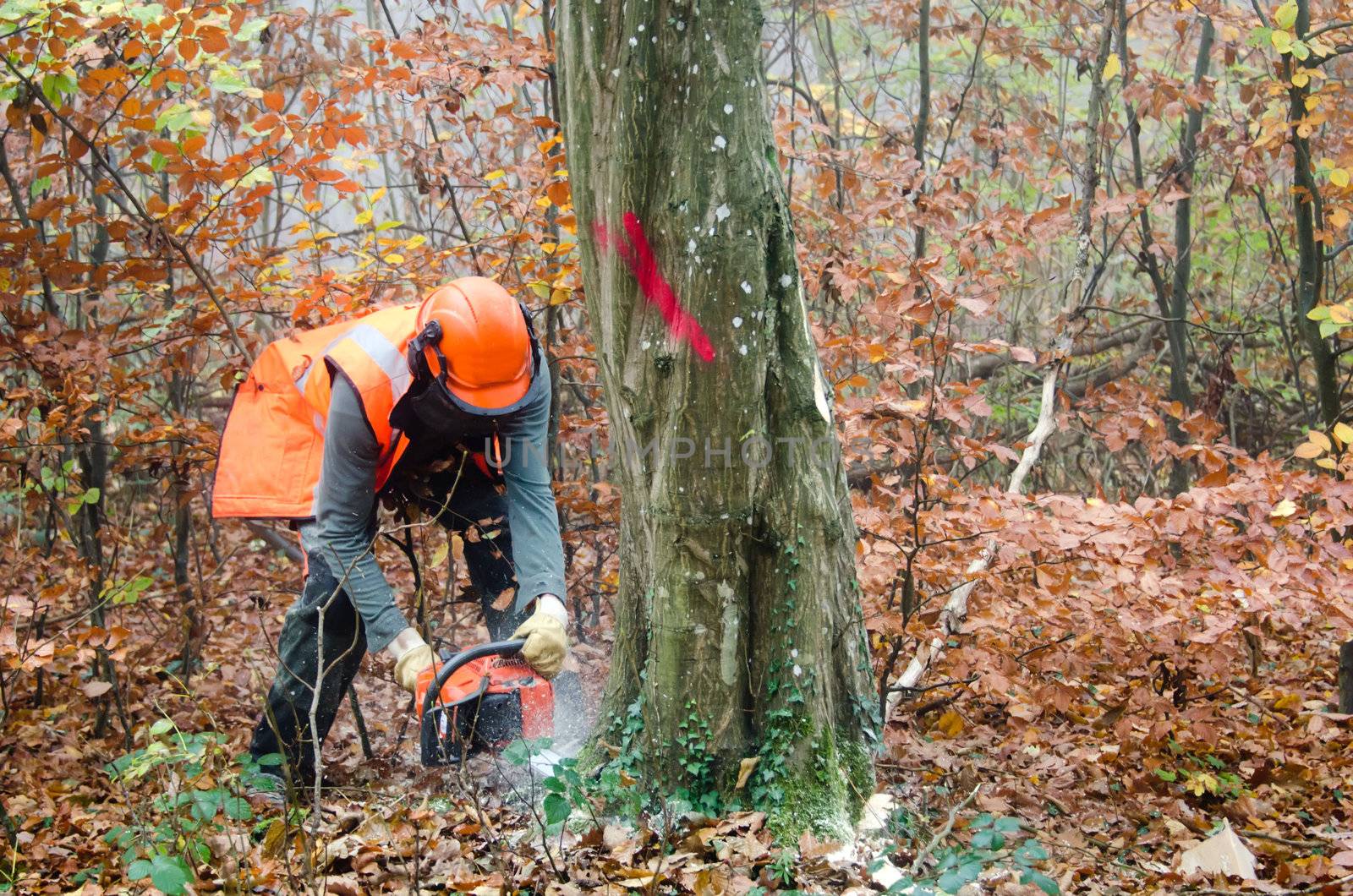 the  lumberjack and the forest by njaj