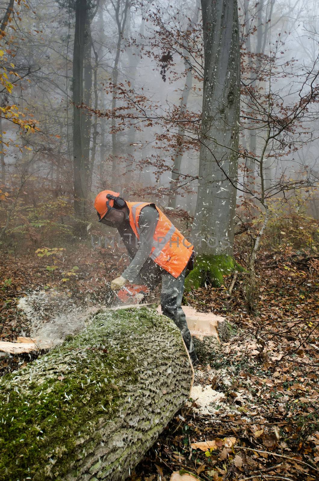 the  lumberjack and the forest