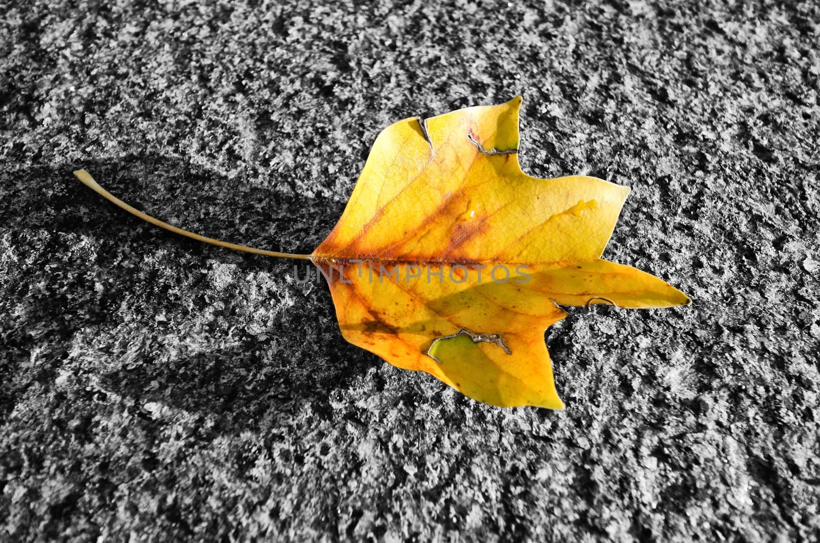 the falling leaf by njaj