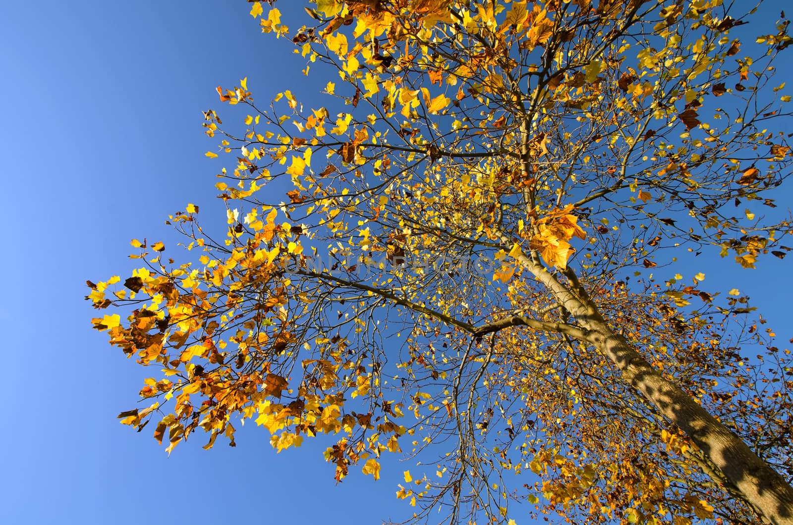 the Autumn tree