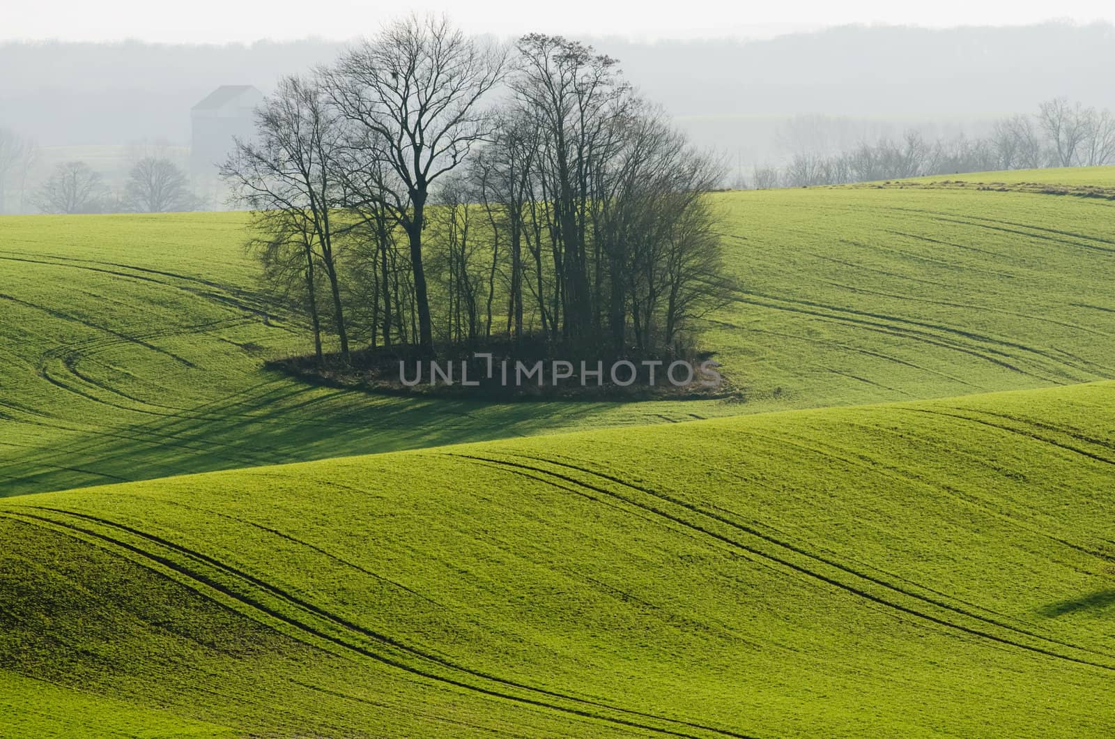 green tree and field