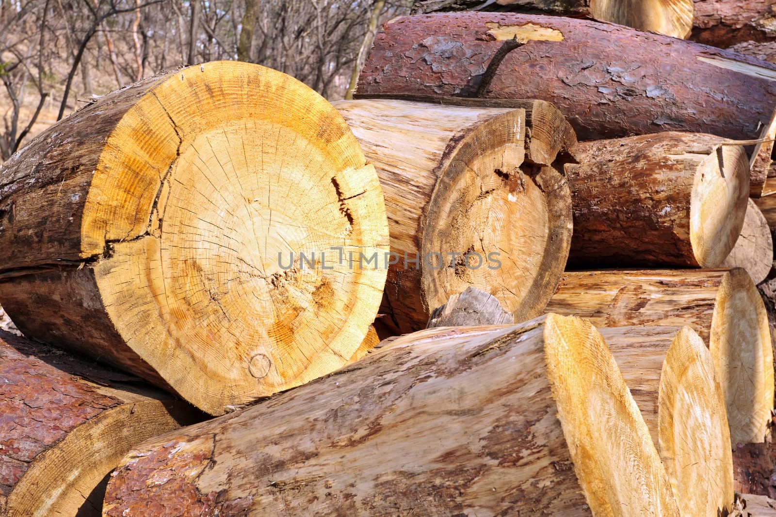 A pile of wood stumps in spring in a garden 