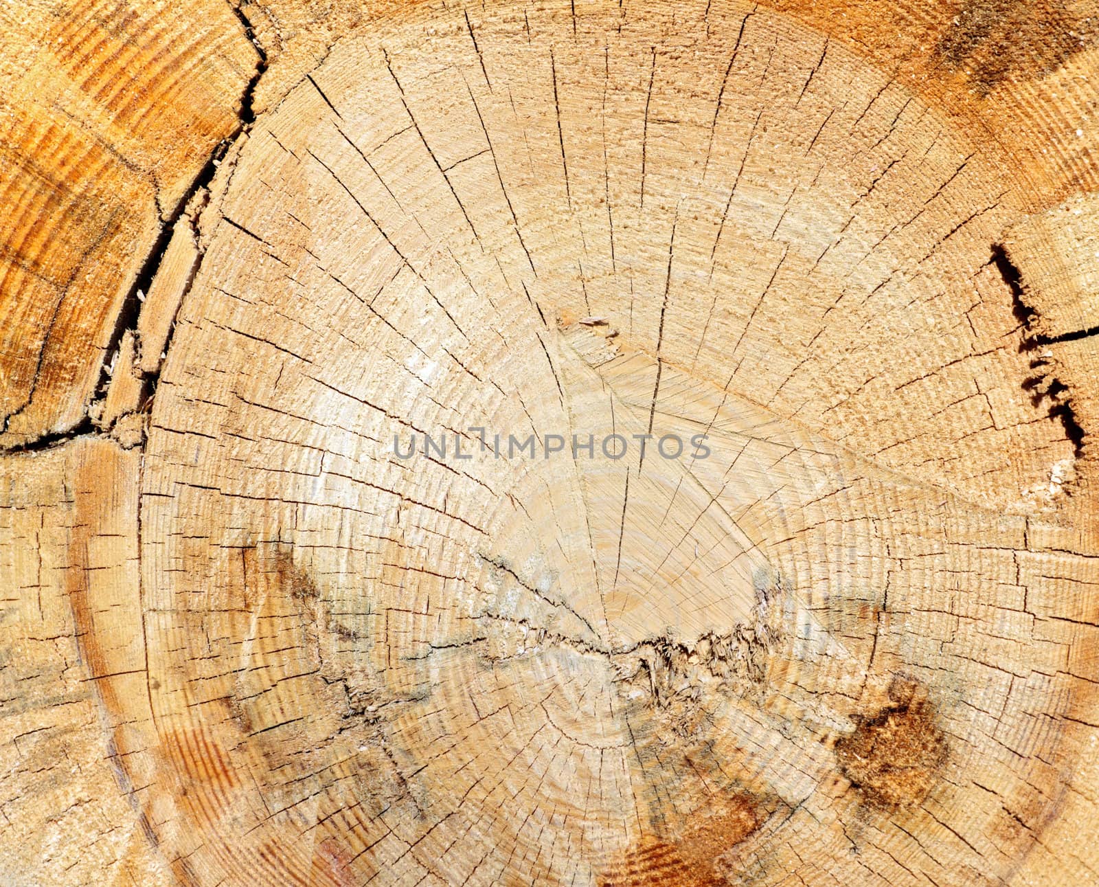 Tree stump with cracks, annual rings and traces of sawing