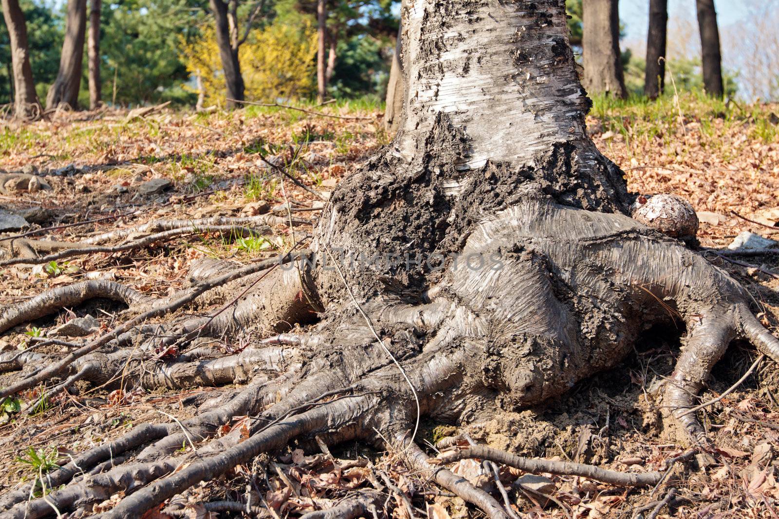 Birch trunk with roots and knag in a forest