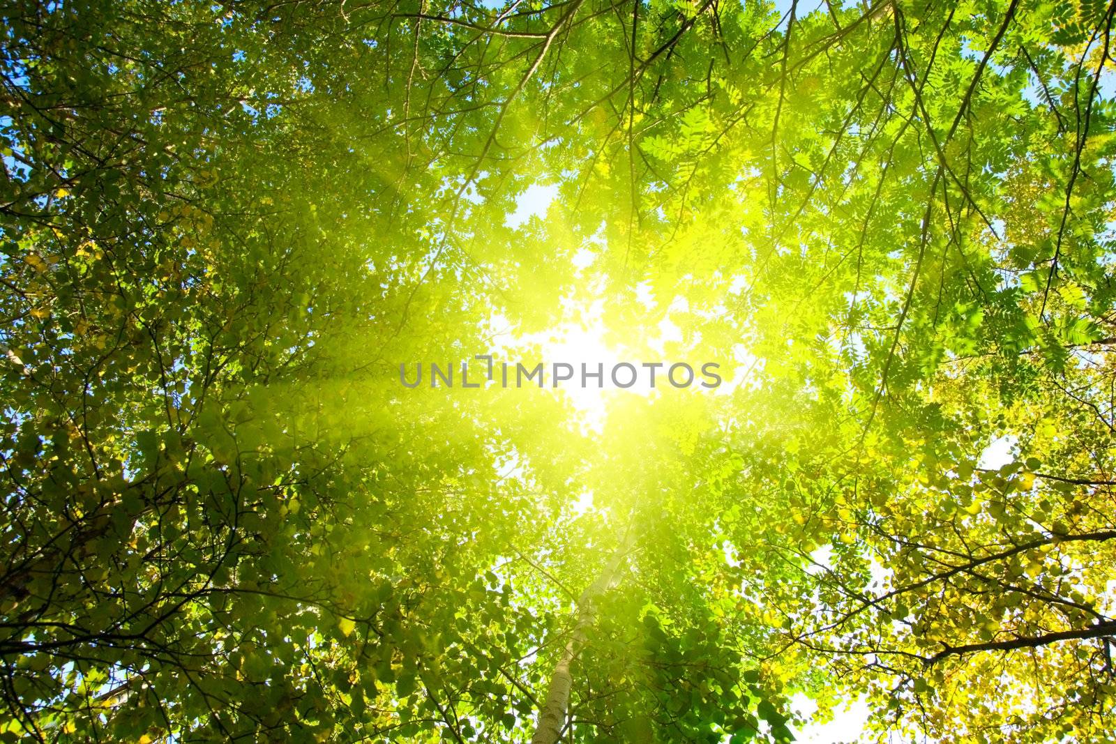 Look below, can be seen as a glimpse of the sun passes through the leaves