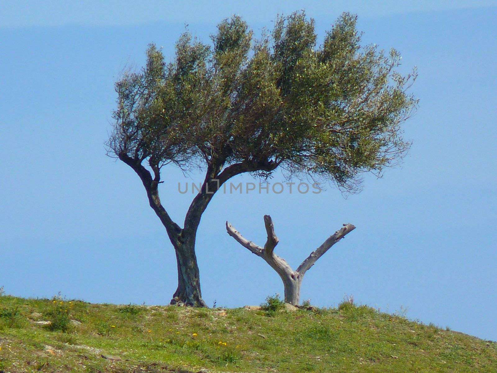 the olive tree by Jeffrey