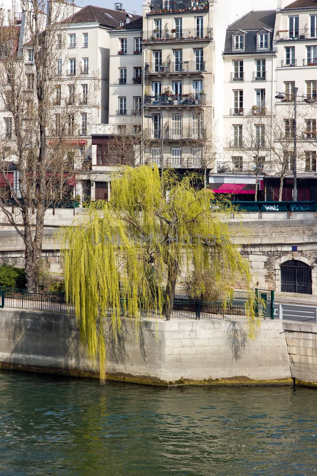 weeping willow in the spring, quai of Seine  Paris France