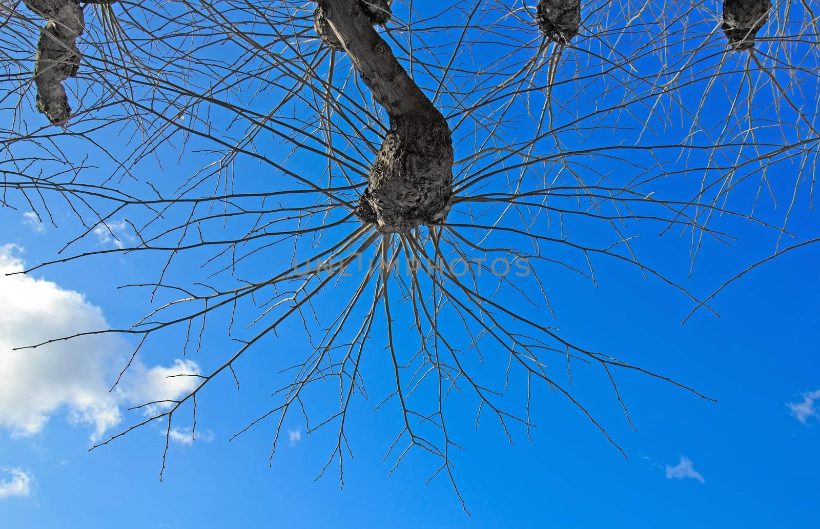 spider tree by neko92vl