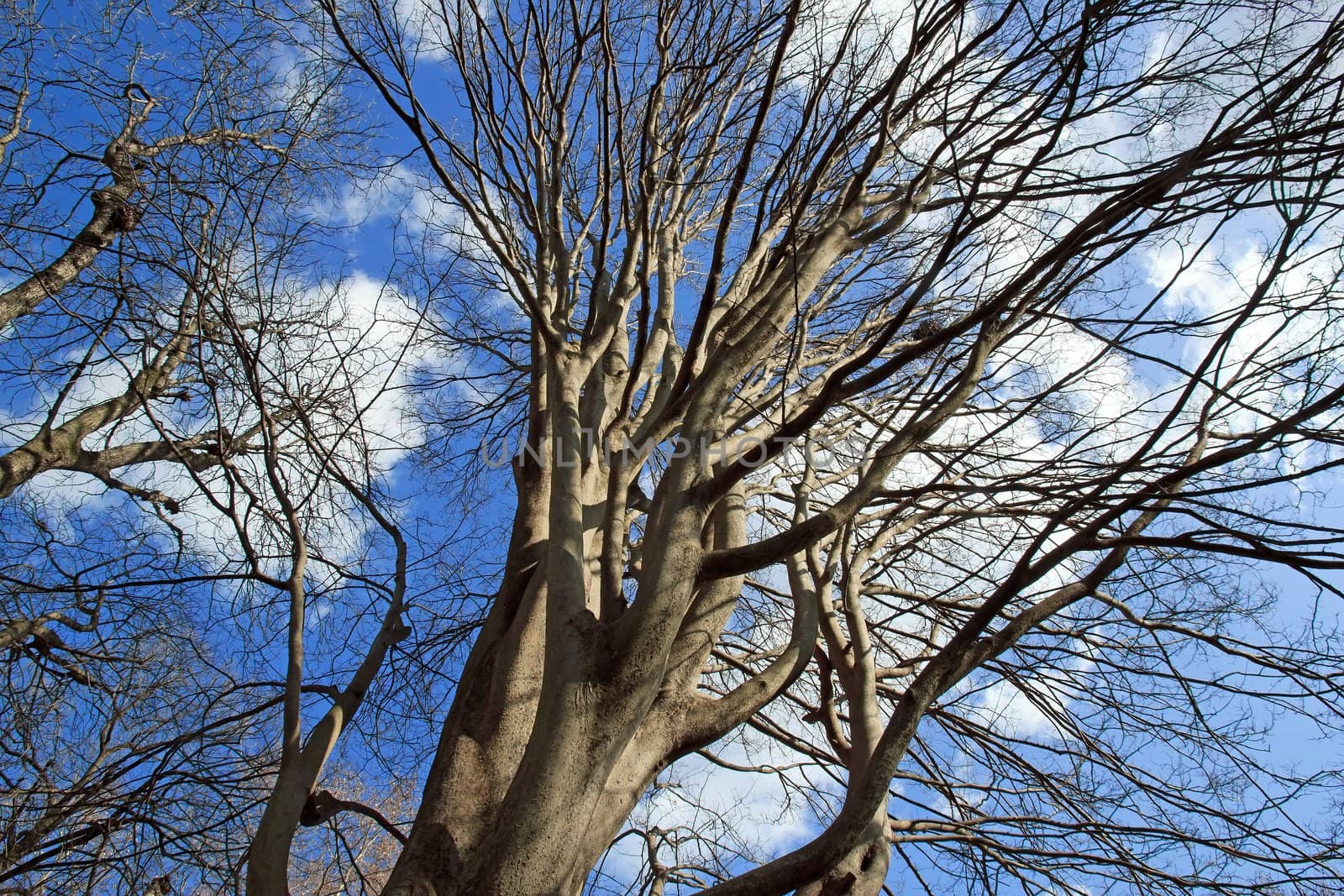 Siberian elm, majestic tree standing up to the sky  park in Paris France