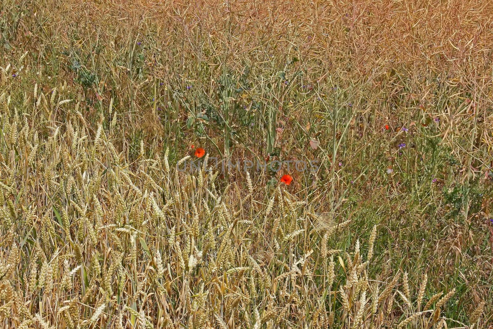 field of wheat and rapeseed separated by two poppies