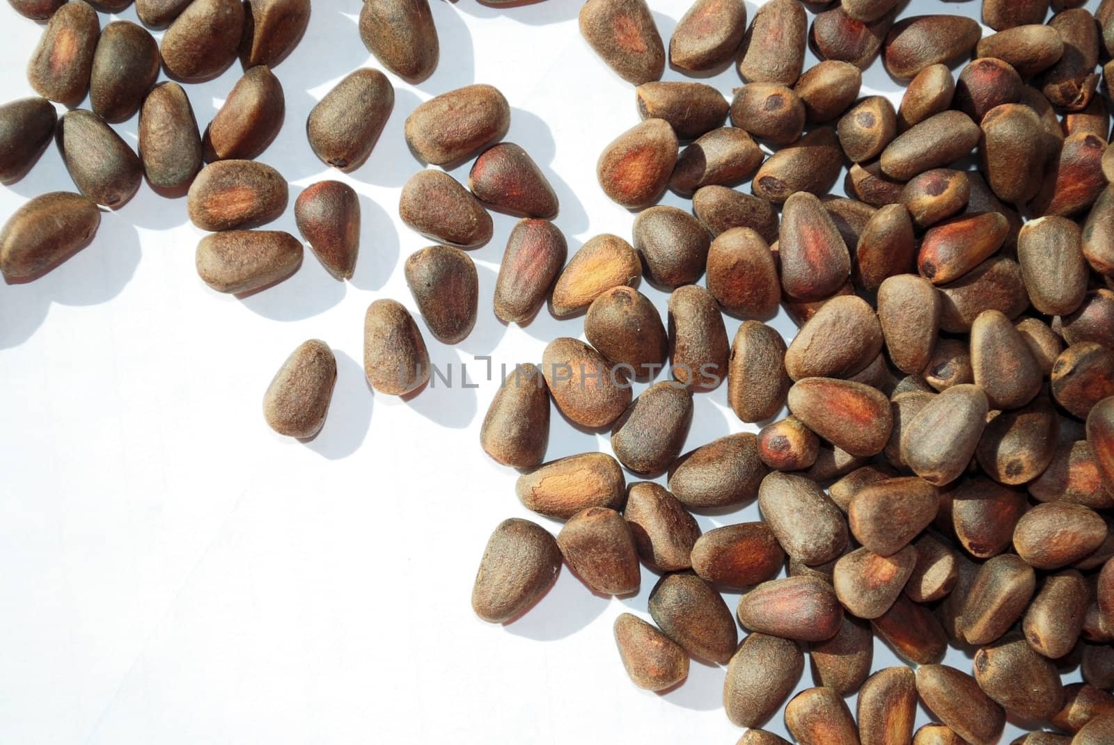 pine nuts on white, not peeled 