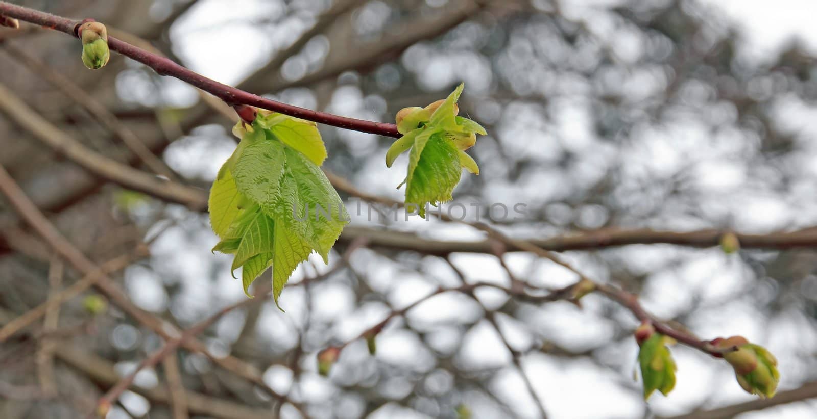 leaf out of its green bud in the spring