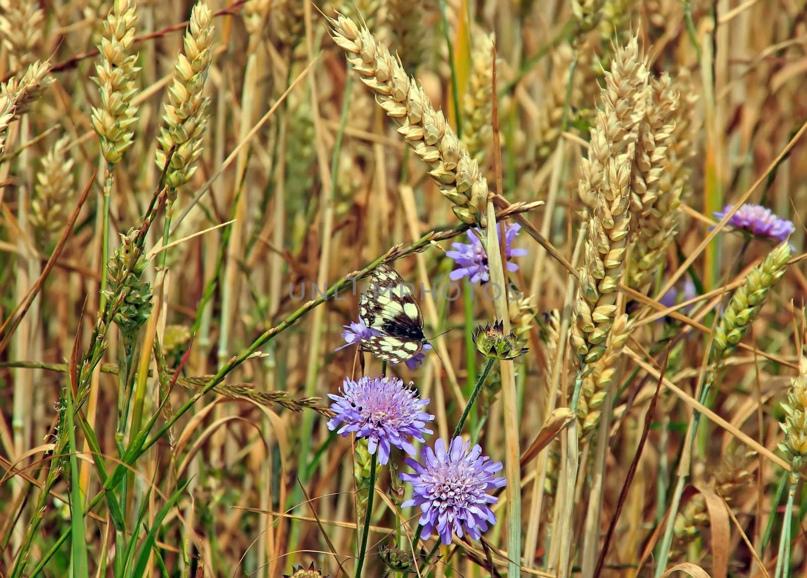 butterfly  half-mourning  flitting in a wheat field (France Europe)
