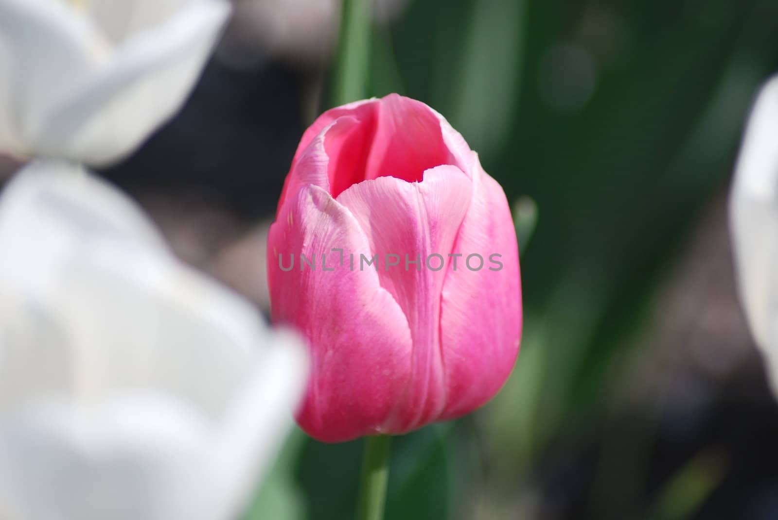 One pink tulip on white tulips in background by svtrotof