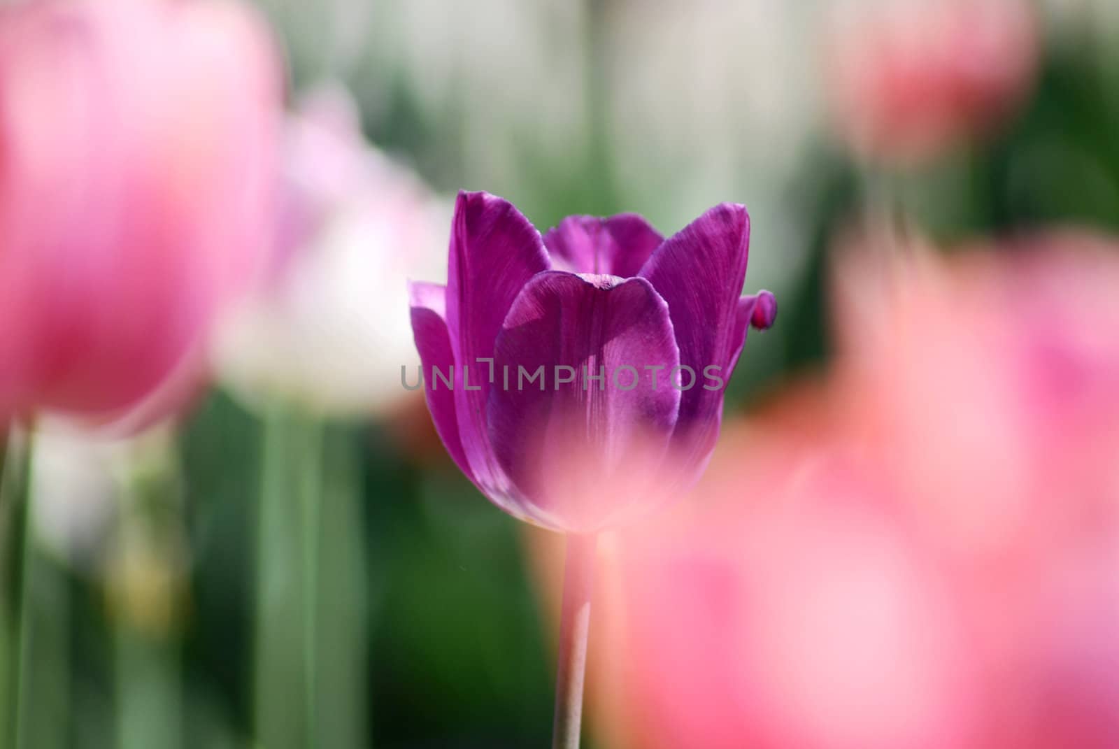 One violet tulip on other tulips in background