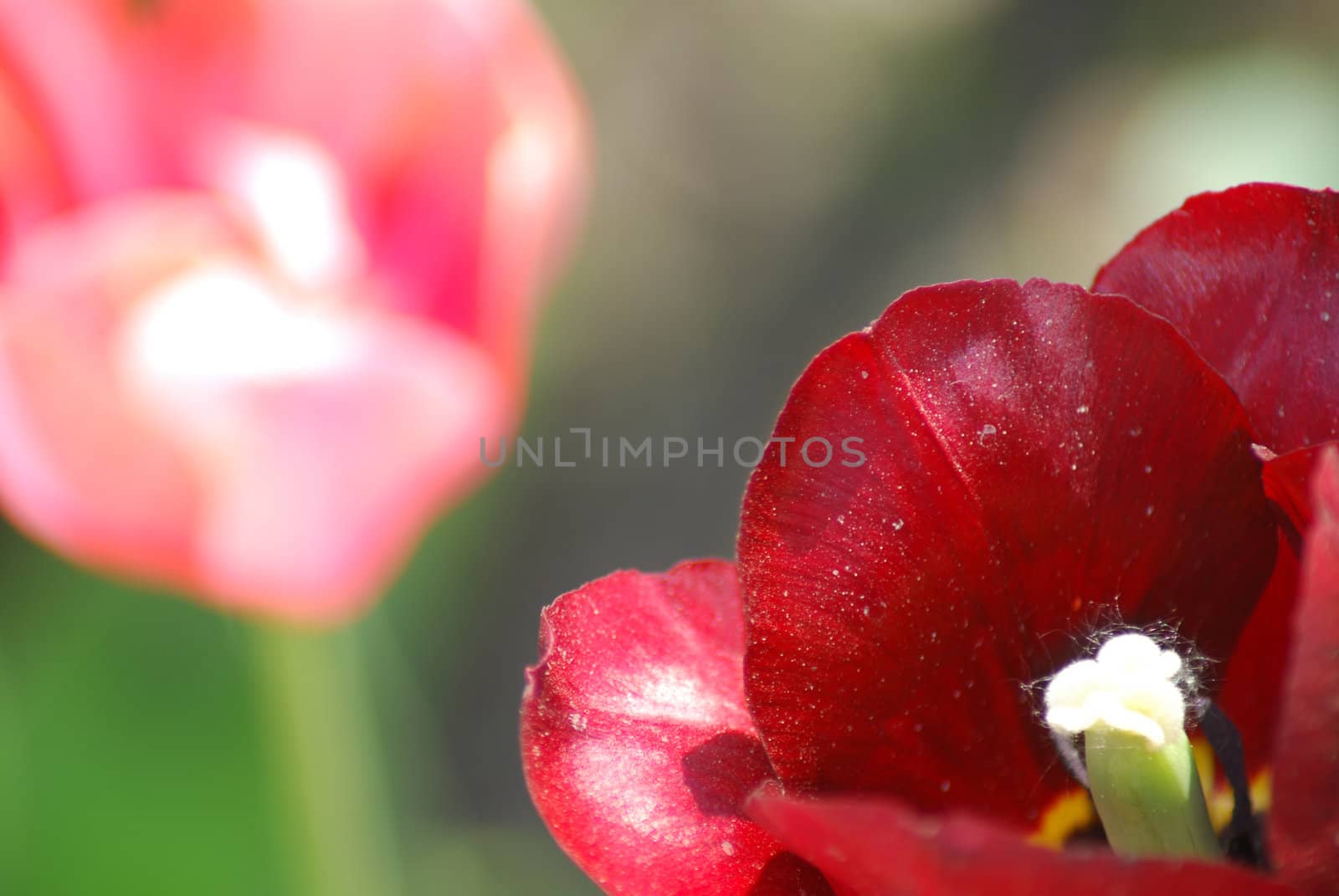 Two red and pink  tulips ,flowers background   by svtrotof