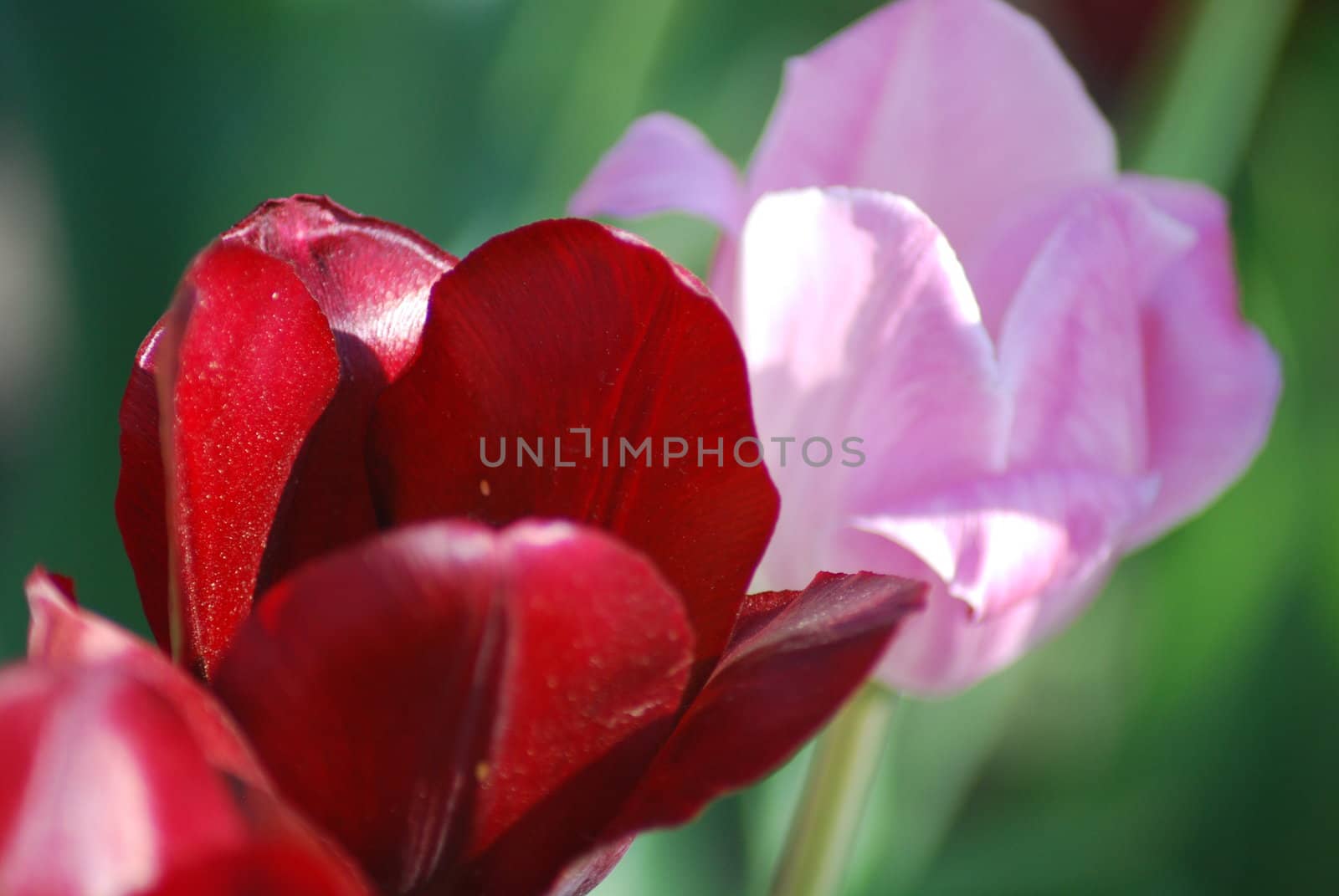 Two red and pink  tulips ,flowers background  
