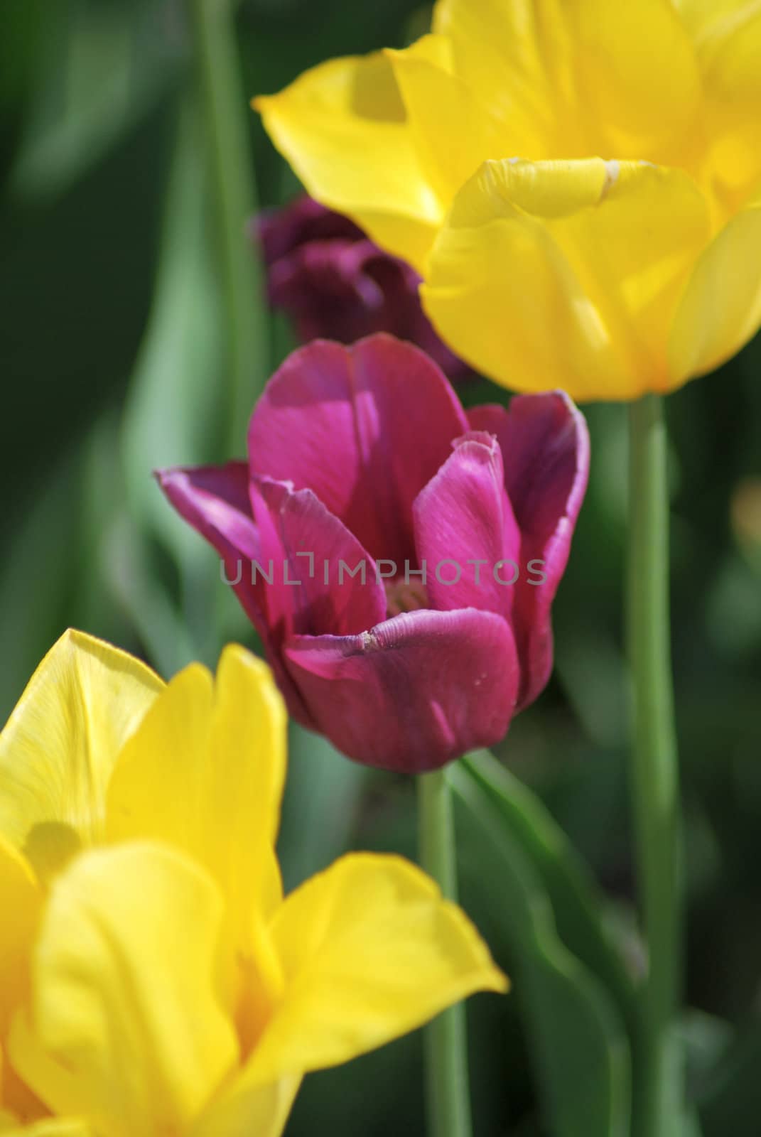 One violet tulip and two yellow tulips ,flowers background by svtrotof