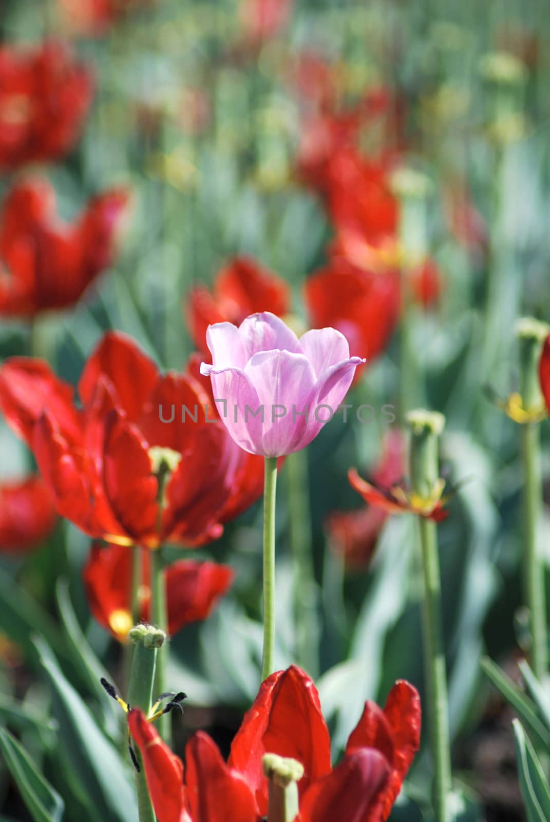 One pink tulip on red tulips in background by svtrotof