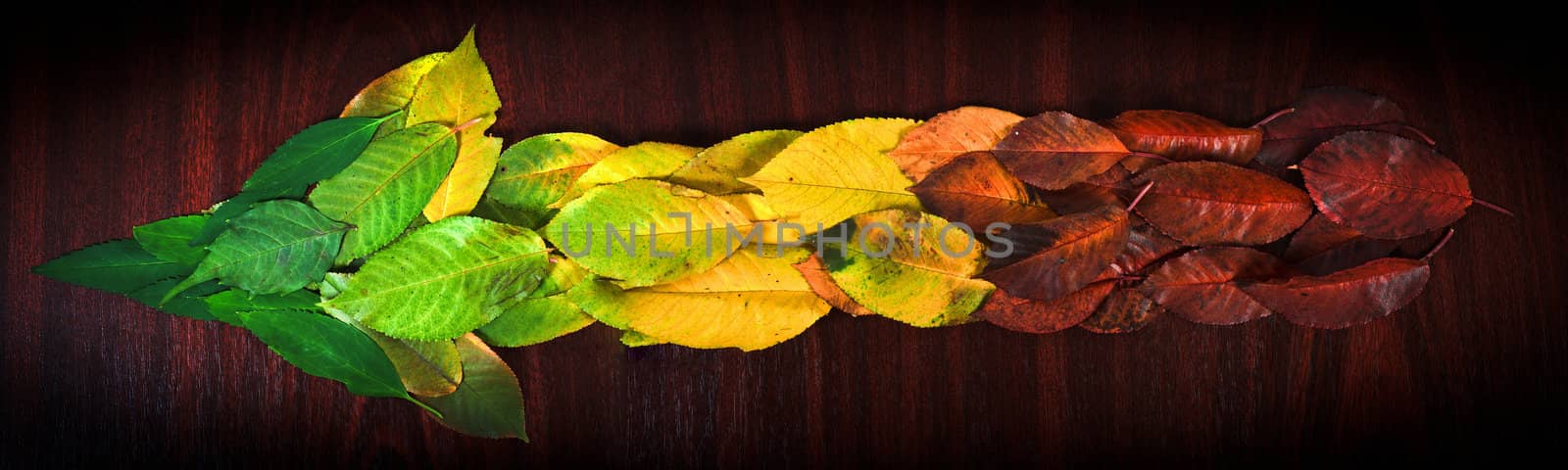 Photo of colorful leaves showing the direction on wooden background