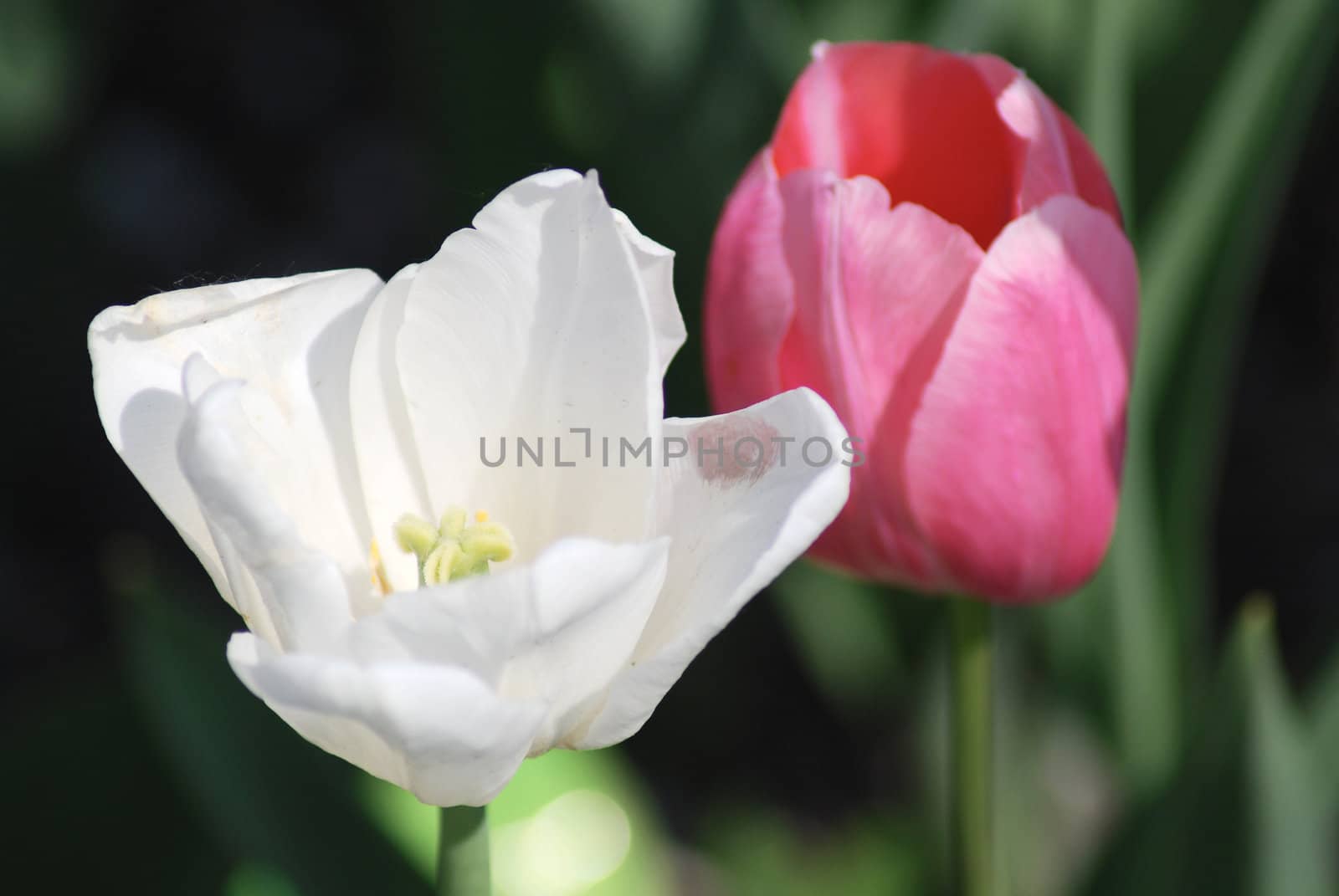 Two white and pink  tulips ,flowers background  