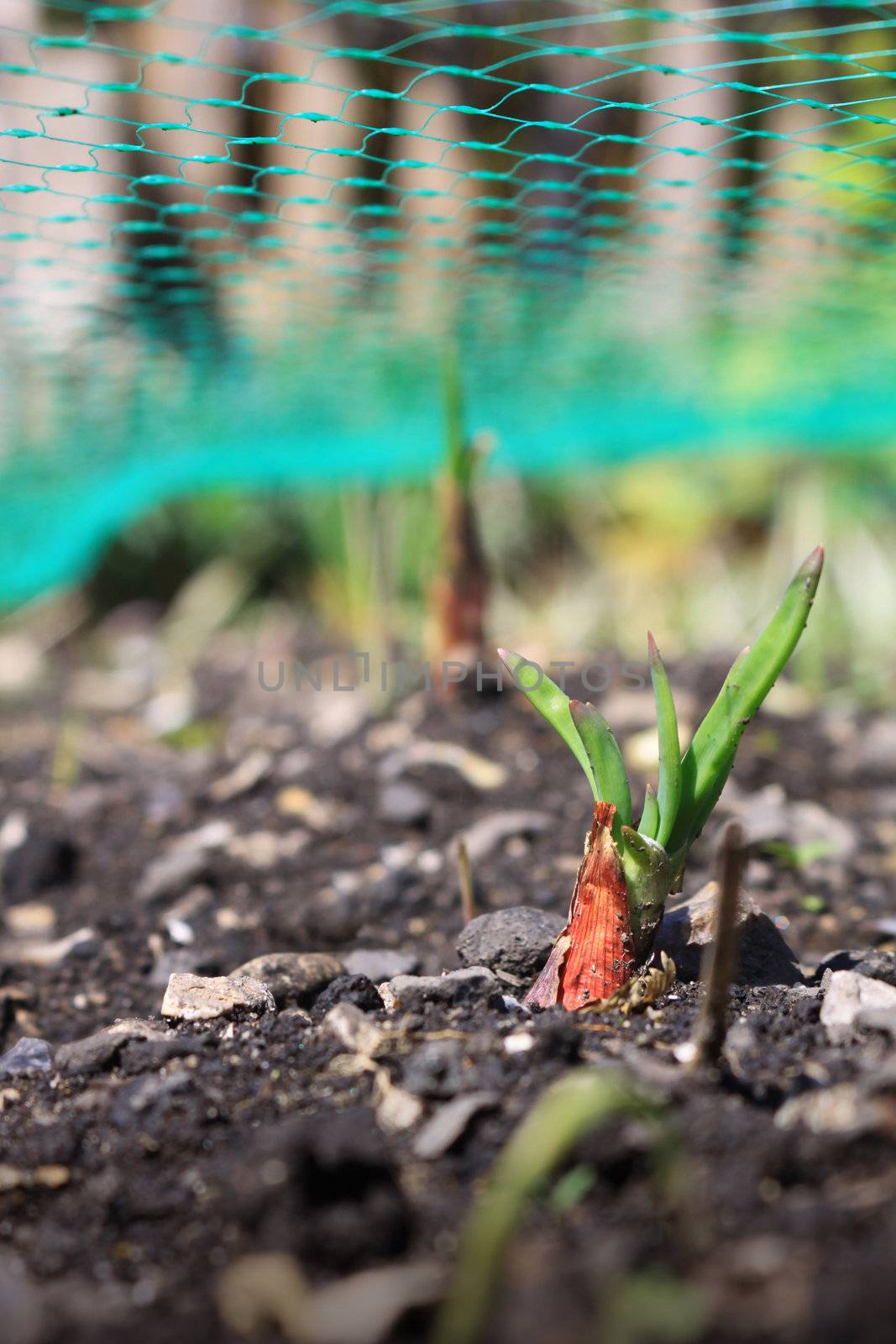 A low angled image of the first green shoots of a red baron variety onion, growing under the protection of a green plastic mesh.