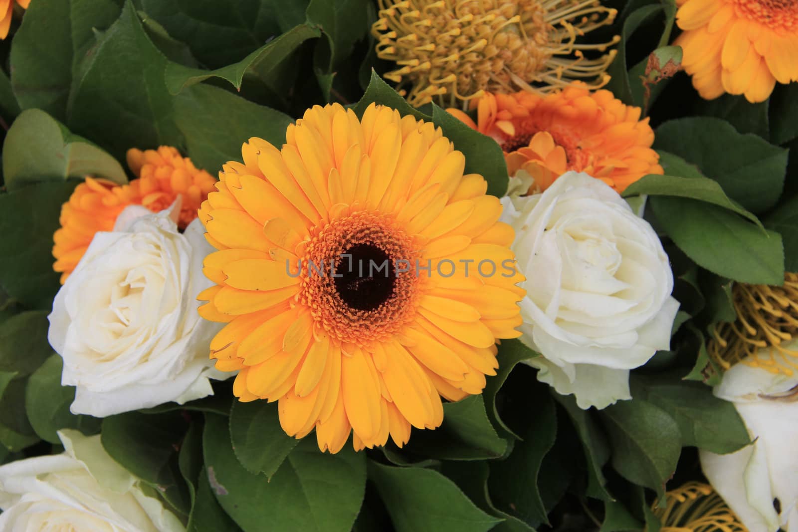 yellow gerbera in close up, part of a yellow and white floral arrangement