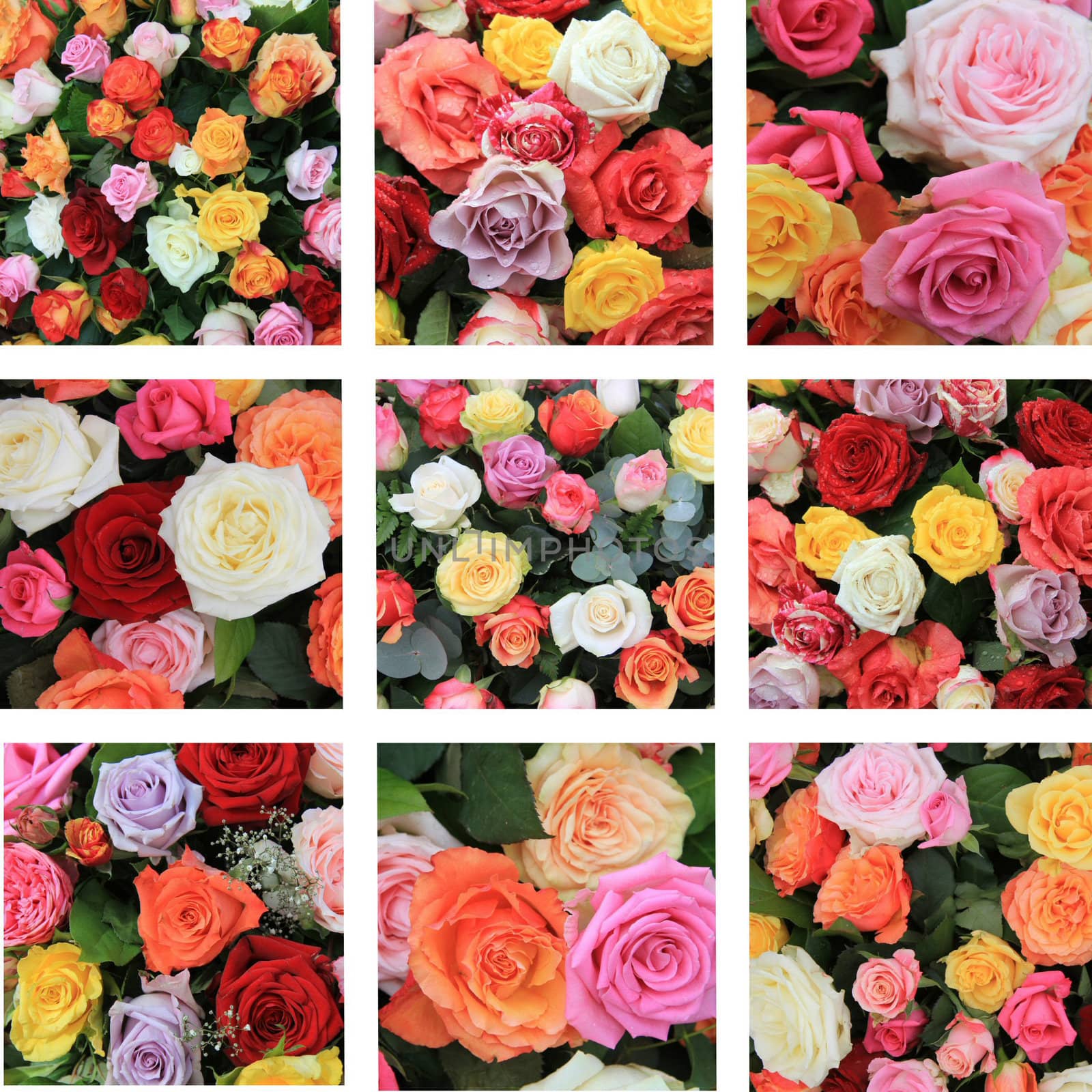 XL-collage made from 9 different high resolution rose images