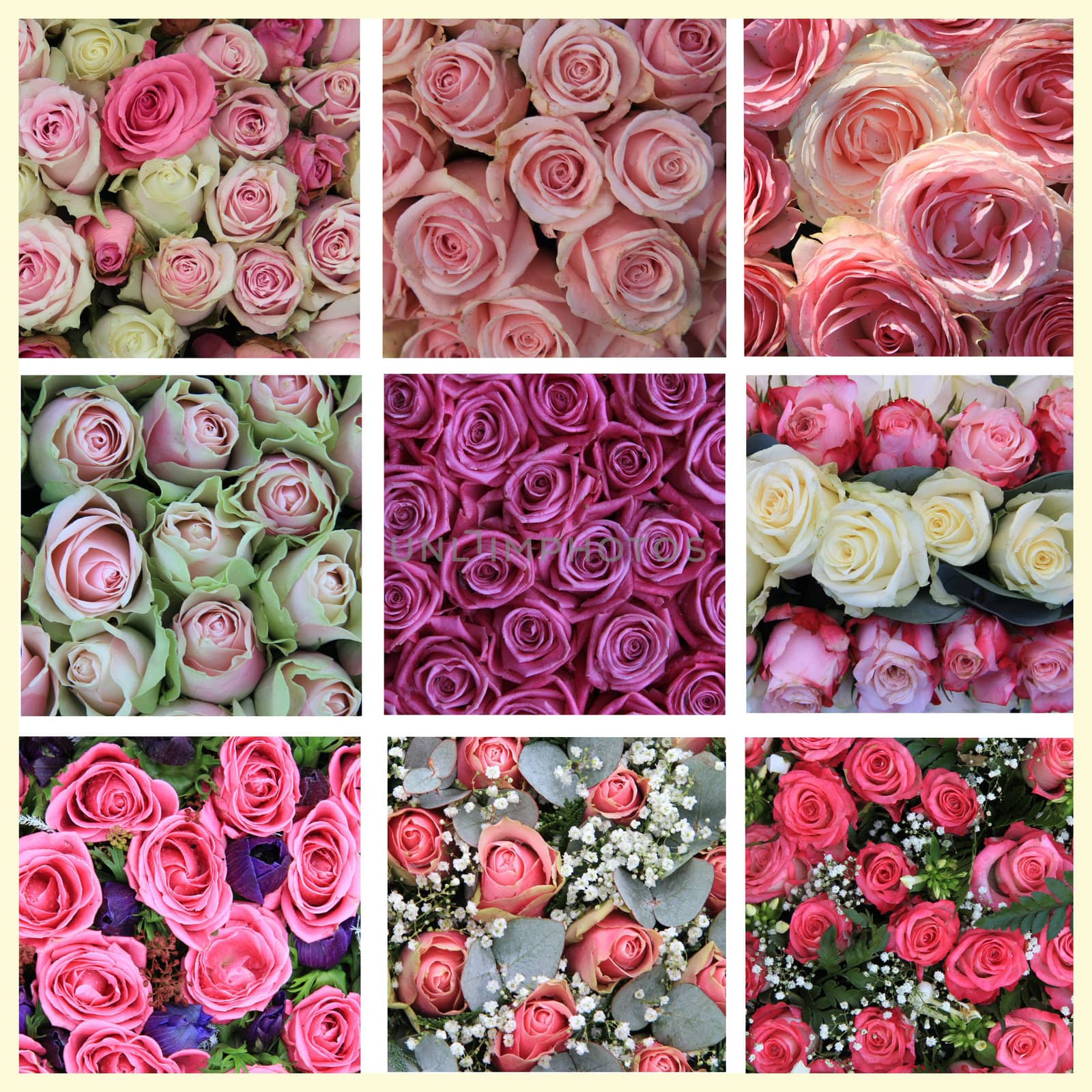 pink rose collage by studioportosabbia