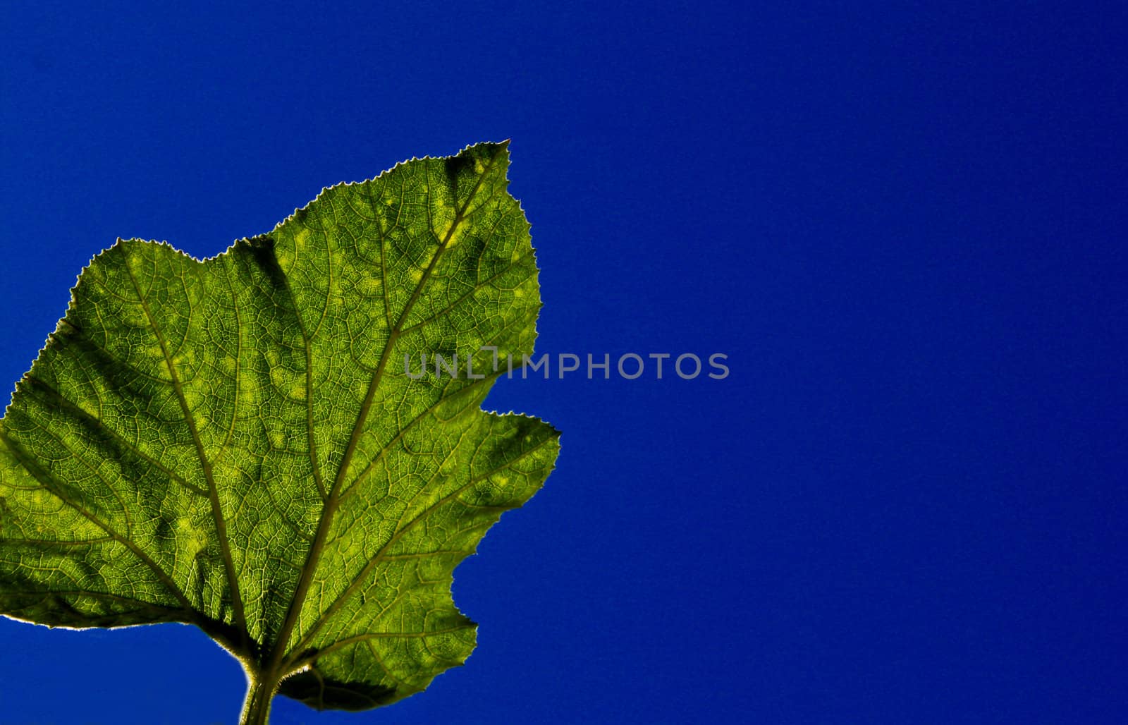 Big squash leaves isolated in a clear blue sky  background