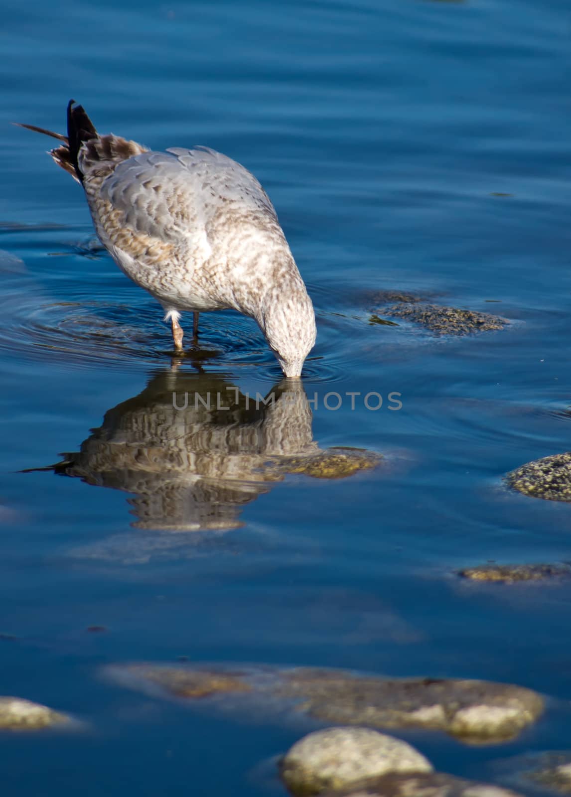 Seagull drinking water with reflection