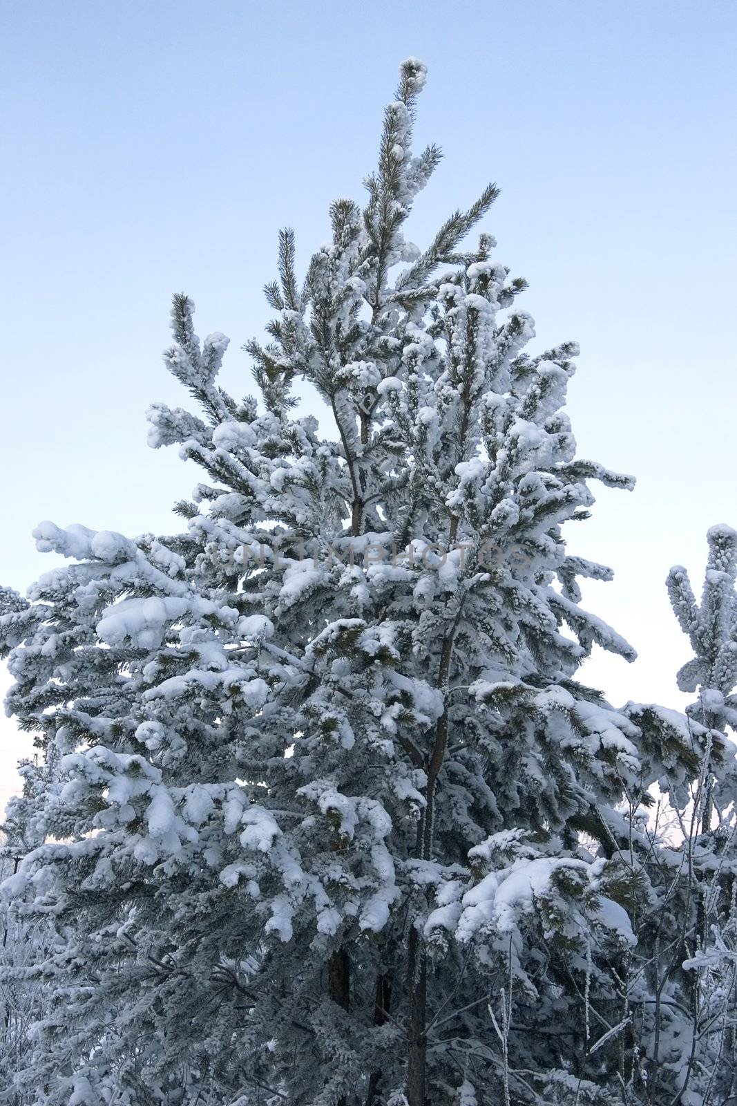 evergreen tree covered by a snow on a background of the clear sky