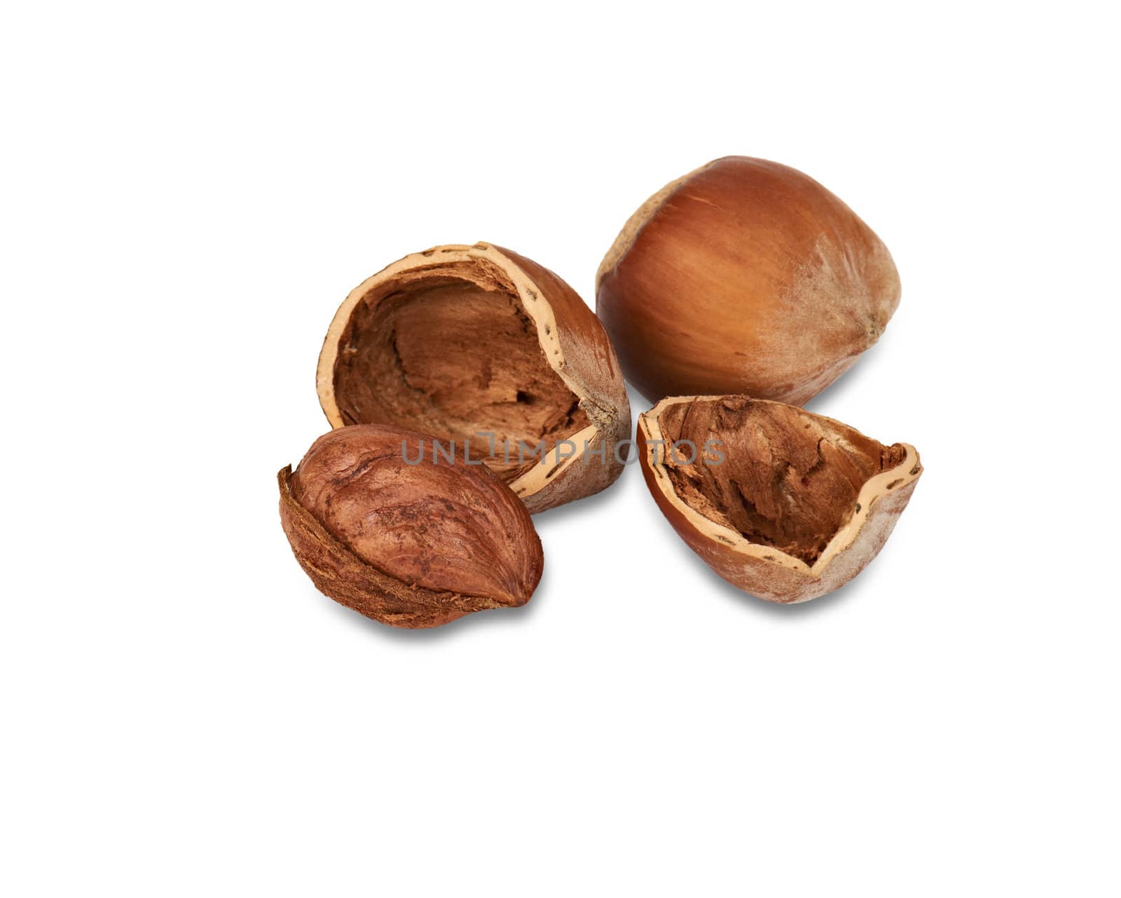 Two nuts a filbert and one kernel of a nutlet in a shell isolated on a white background.