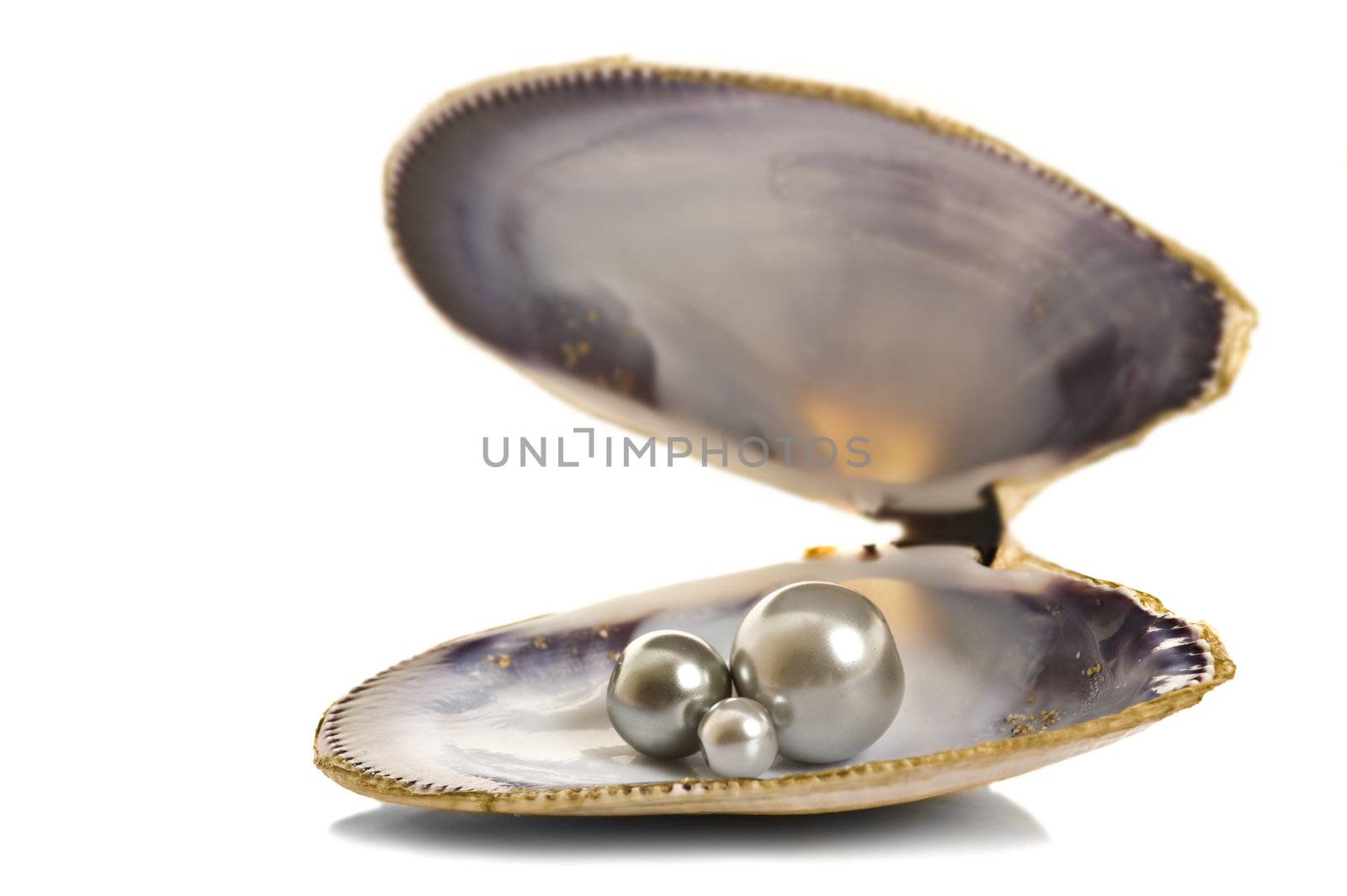 Beautiful pearls in a shell on pure white background by tish1